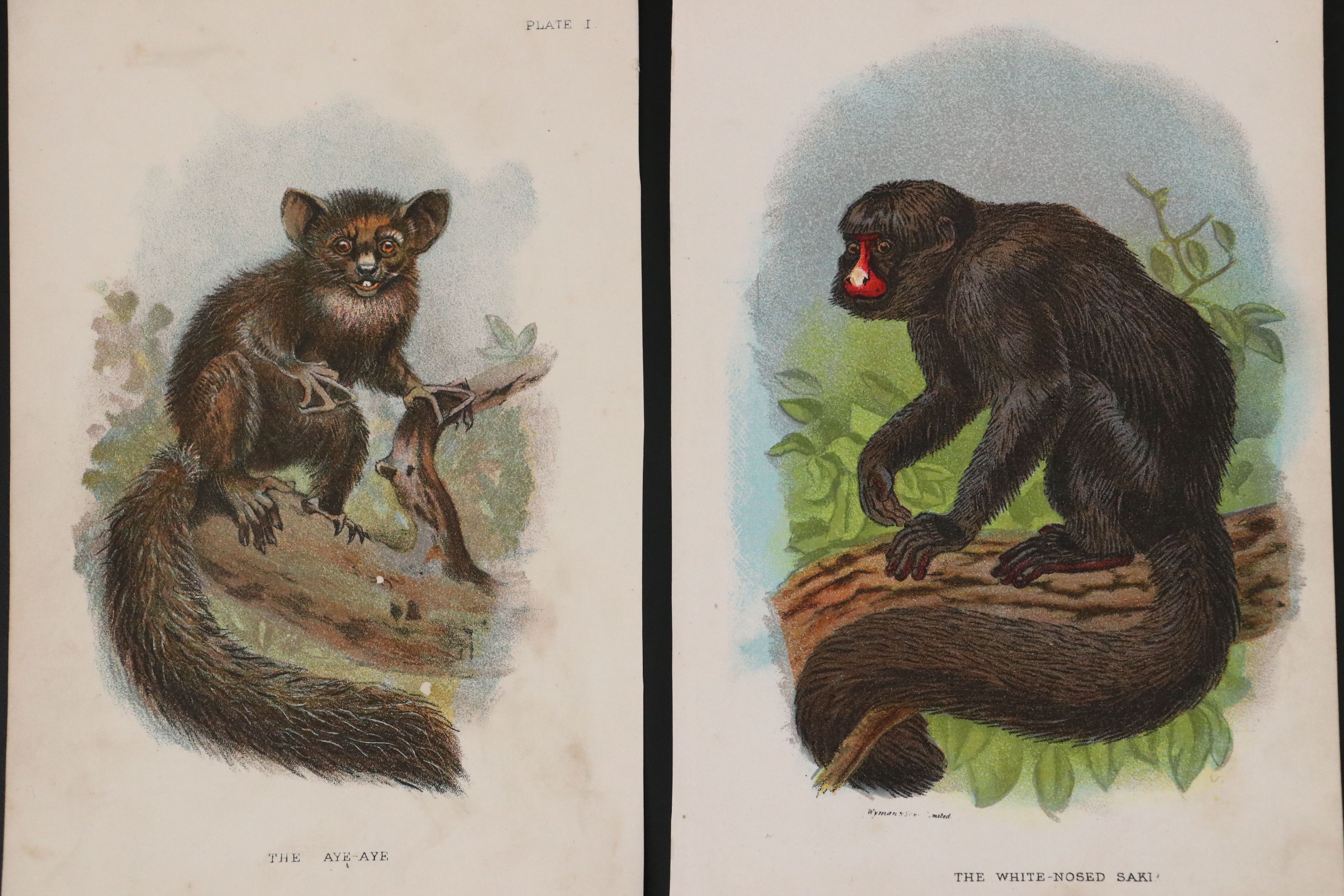 Wyman & Sons Ltd. "Lloyd's Natural History" Chromolithograph Plates, 19th C.