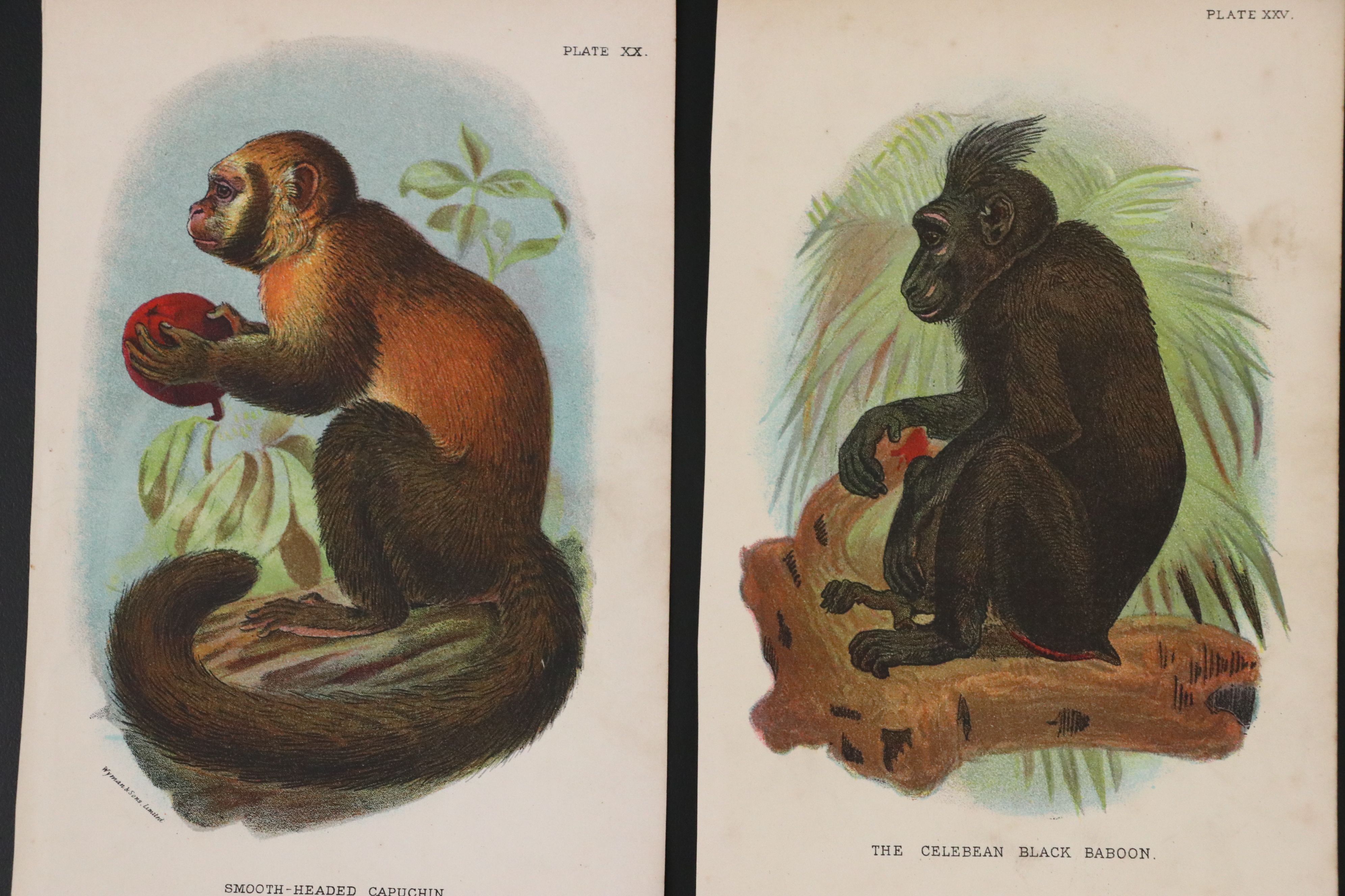 Wyman & Sons Ltd. "Lloyd's Natural History" Chromolithograph Plates, 19th C.