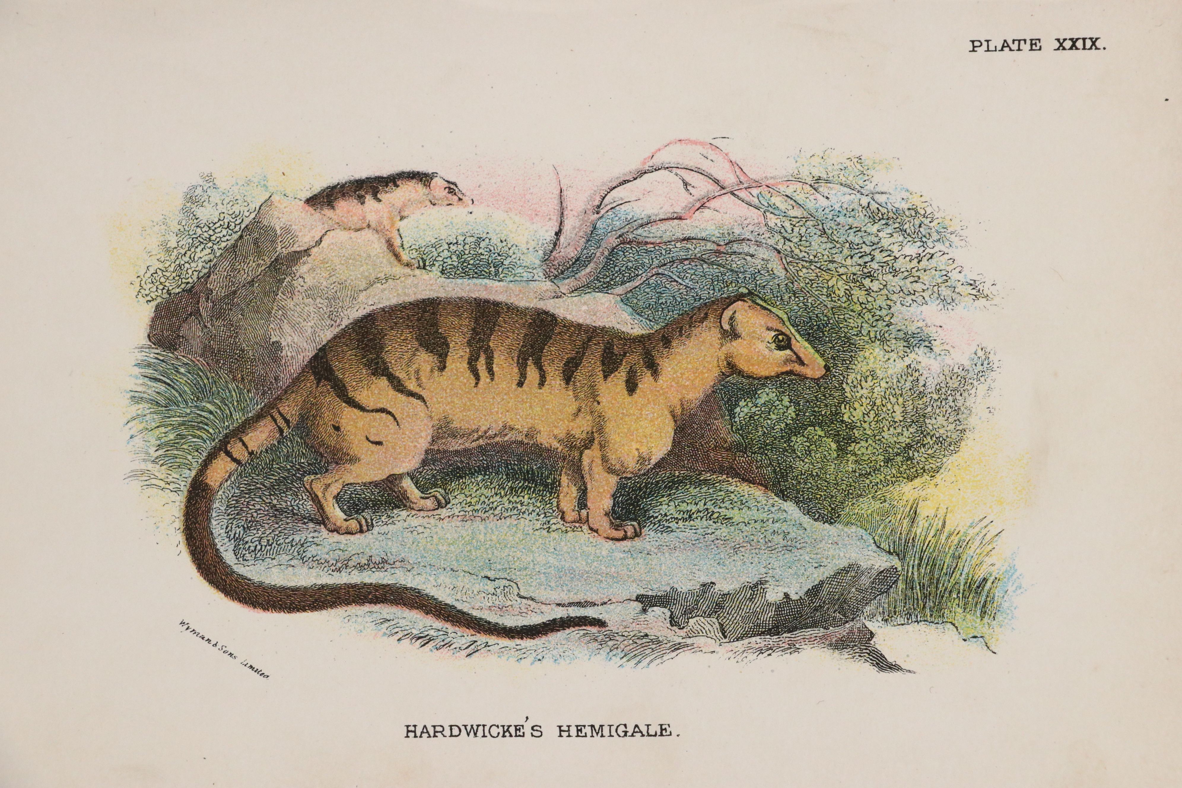 Wyman & Sons Ltd. "Lloyd's Natural History" Chromolithograph Plates, 19th C.