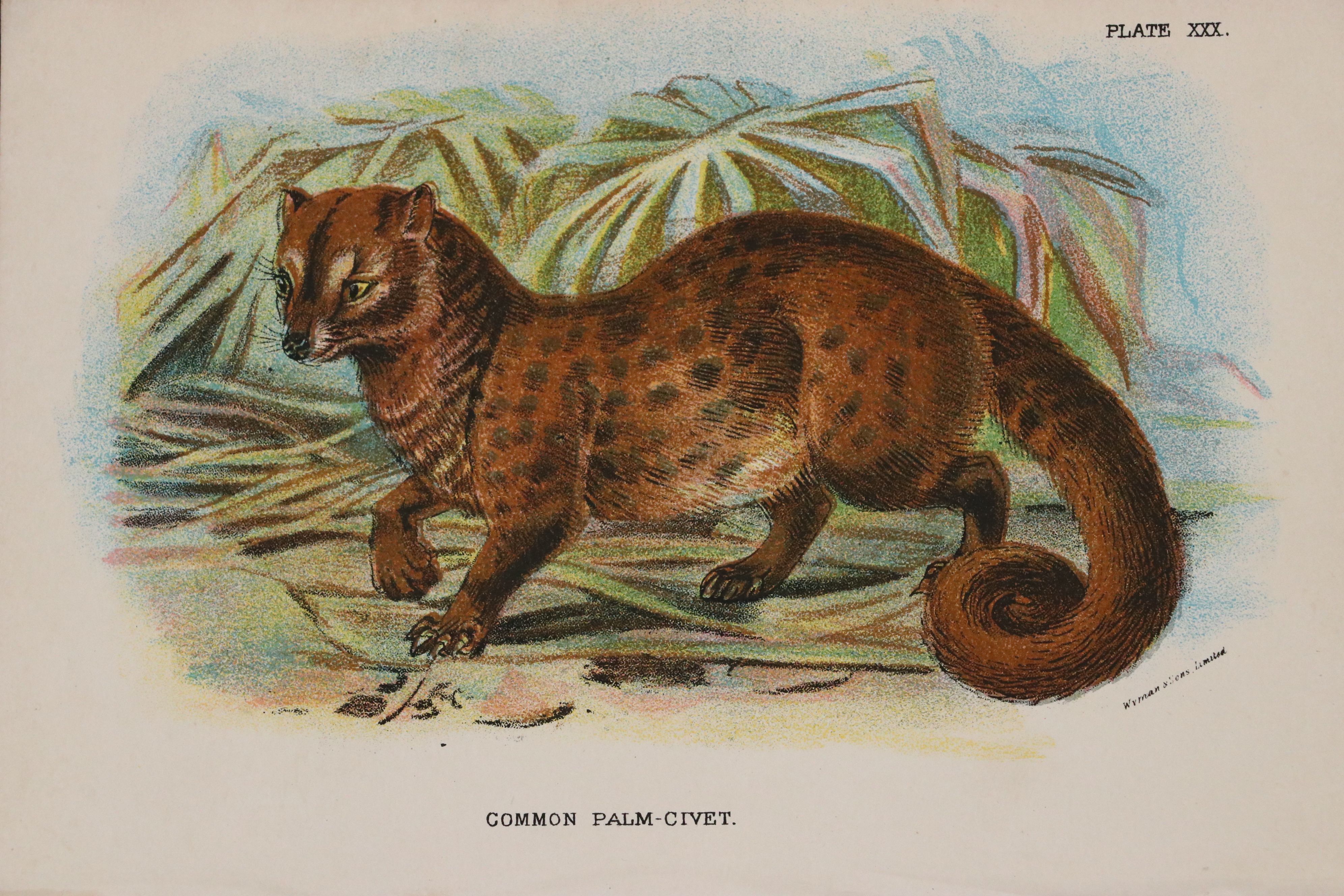 Wyman & Sons Ltd. "Lloyd's Natural History" Chromolithograph Plates, 19th C.