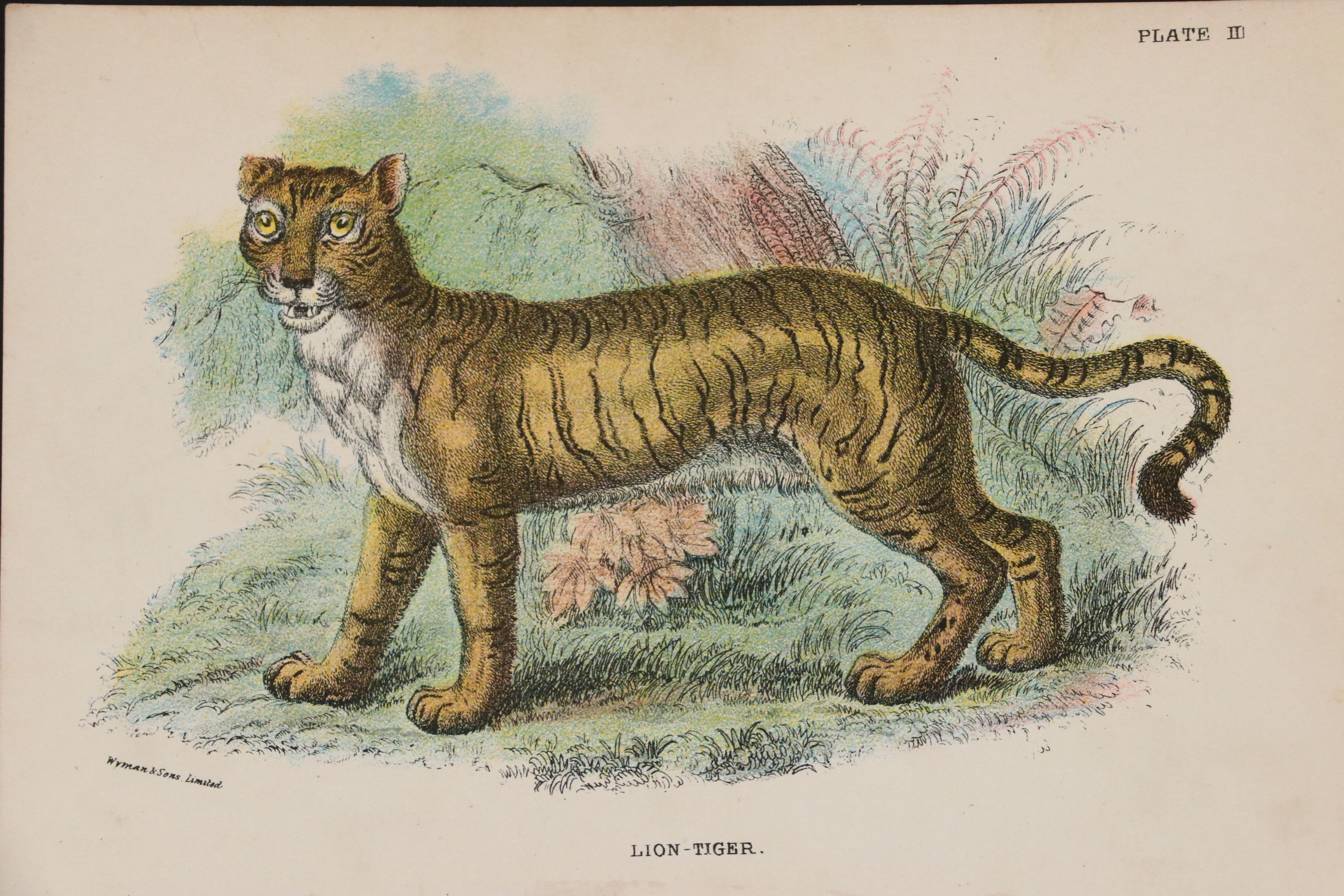 Wyman & Sons Ltd. "Lloyd's Natural History" Chromolithograph Plates, 19th C.