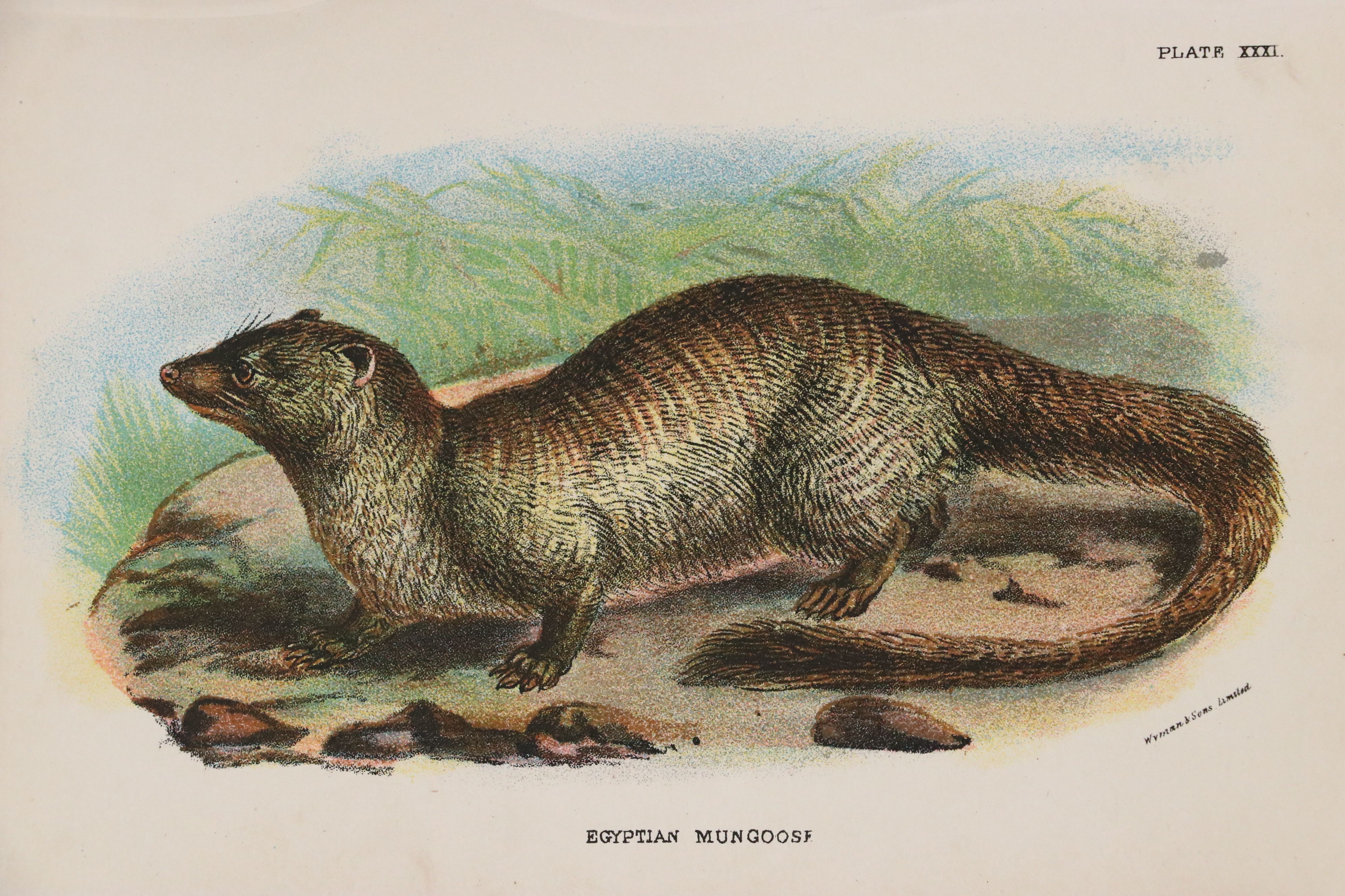 Wyman & Sons Ltd. "Lloyd's Natural History" Chromolithograph Plates, 19th C.