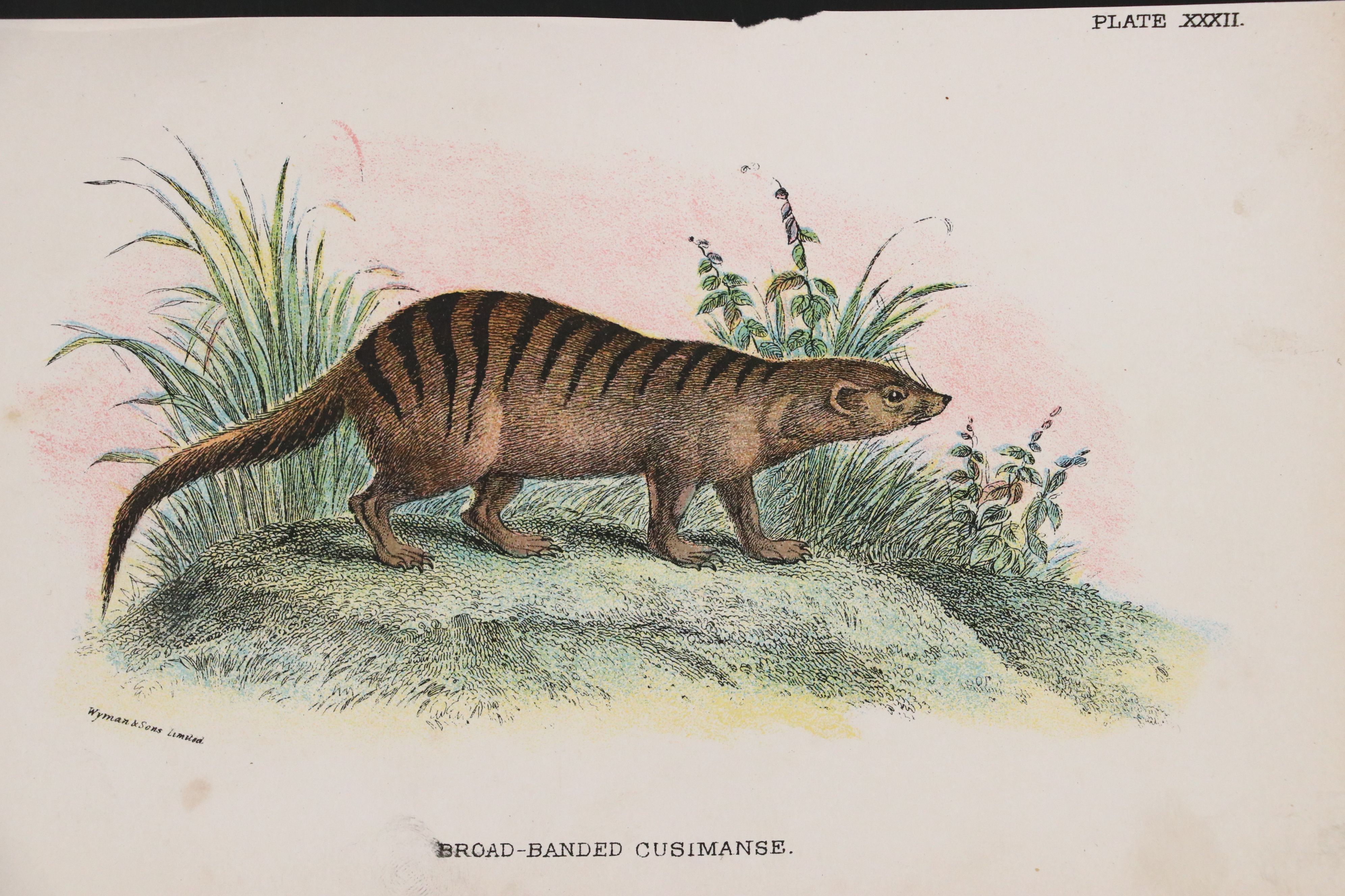 Wyman & Sons Ltd. "Lloyd's Natural History" Chromolithograph Plates, 19th C.