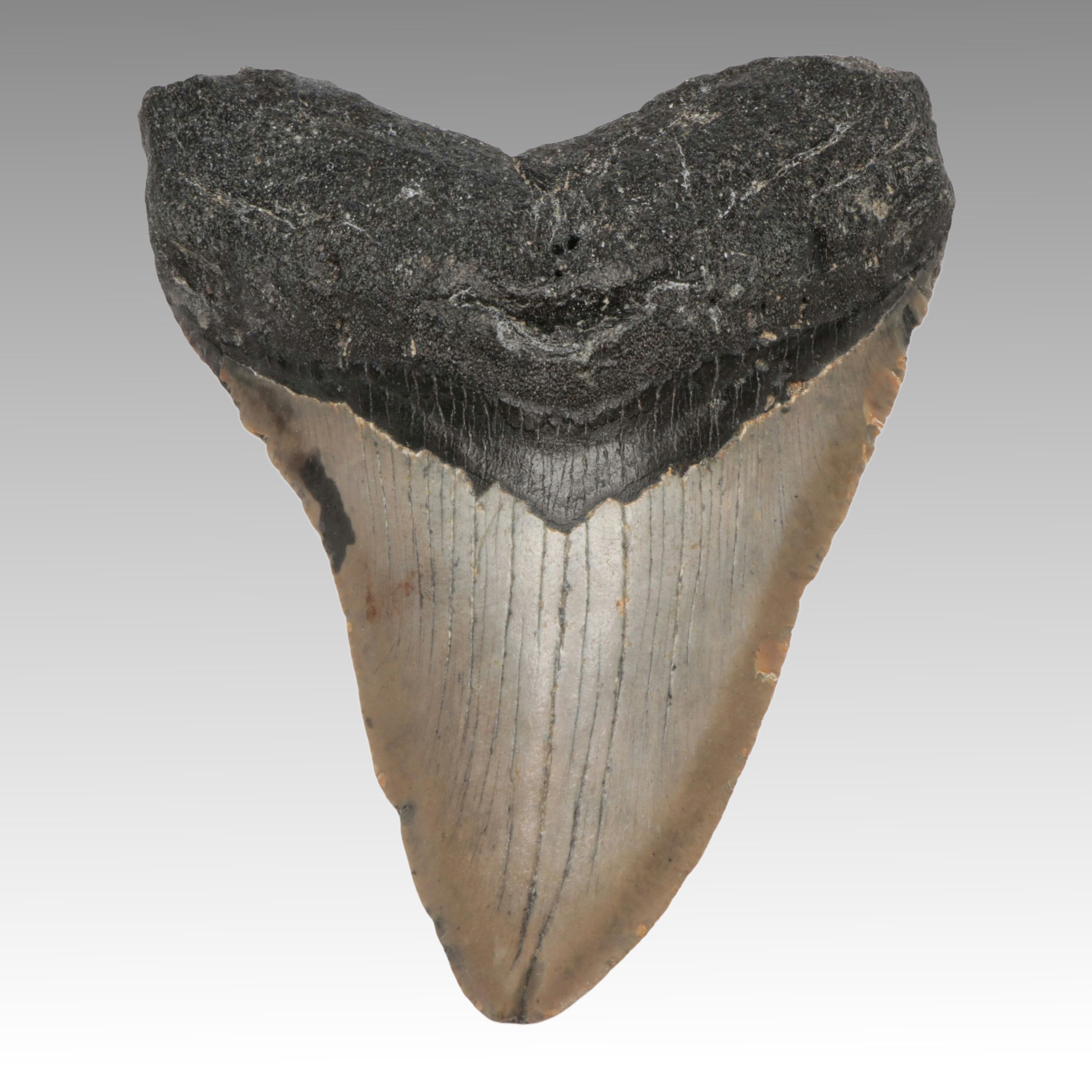 Megalodon Fossil Tooth