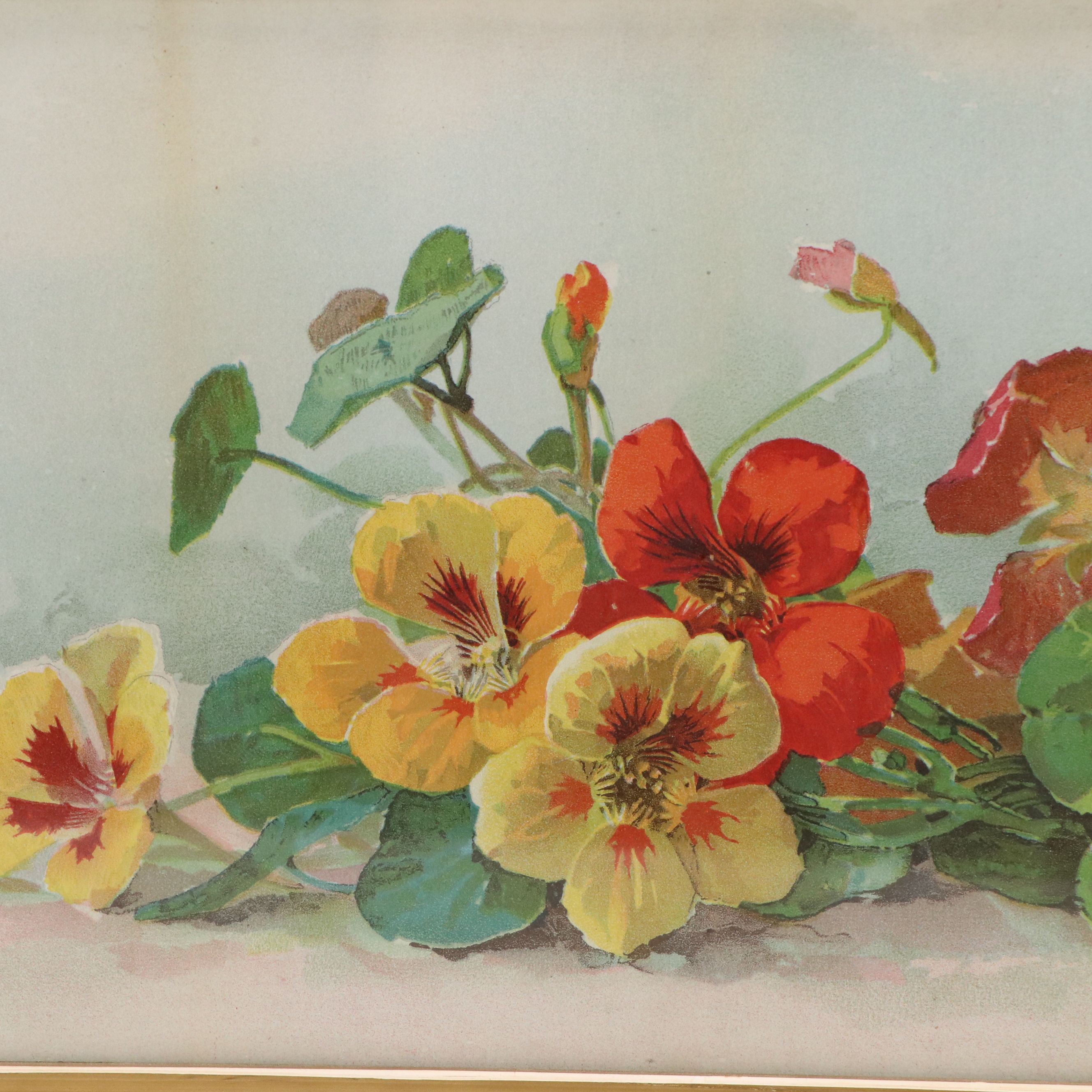 After Paul de Longpré Floral Chromolithograph of Nasturtiums
