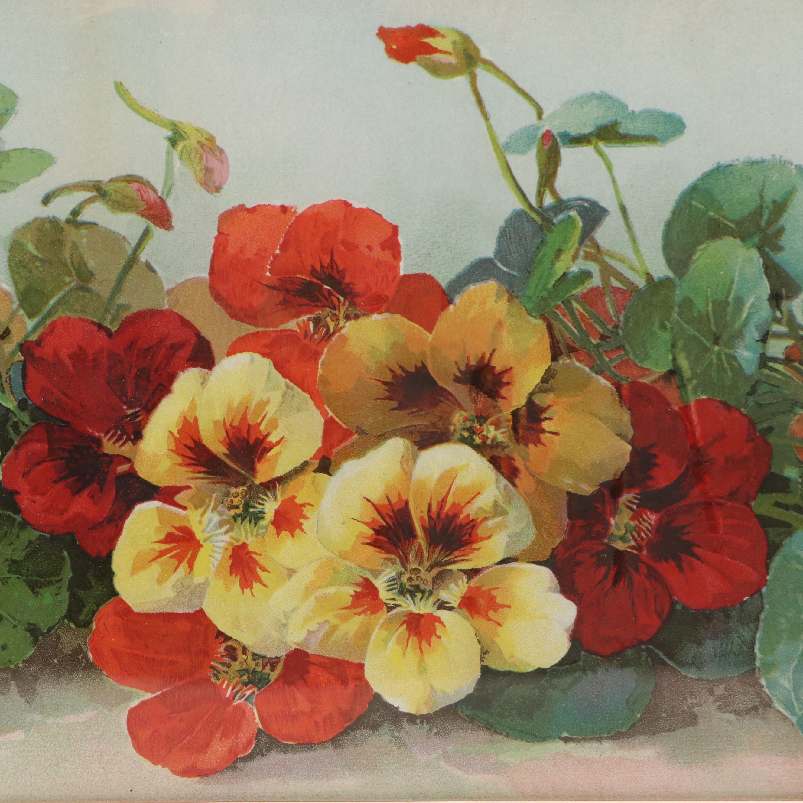 After Paul de Longpré Floral Chromolithograph of Nasturtiums
