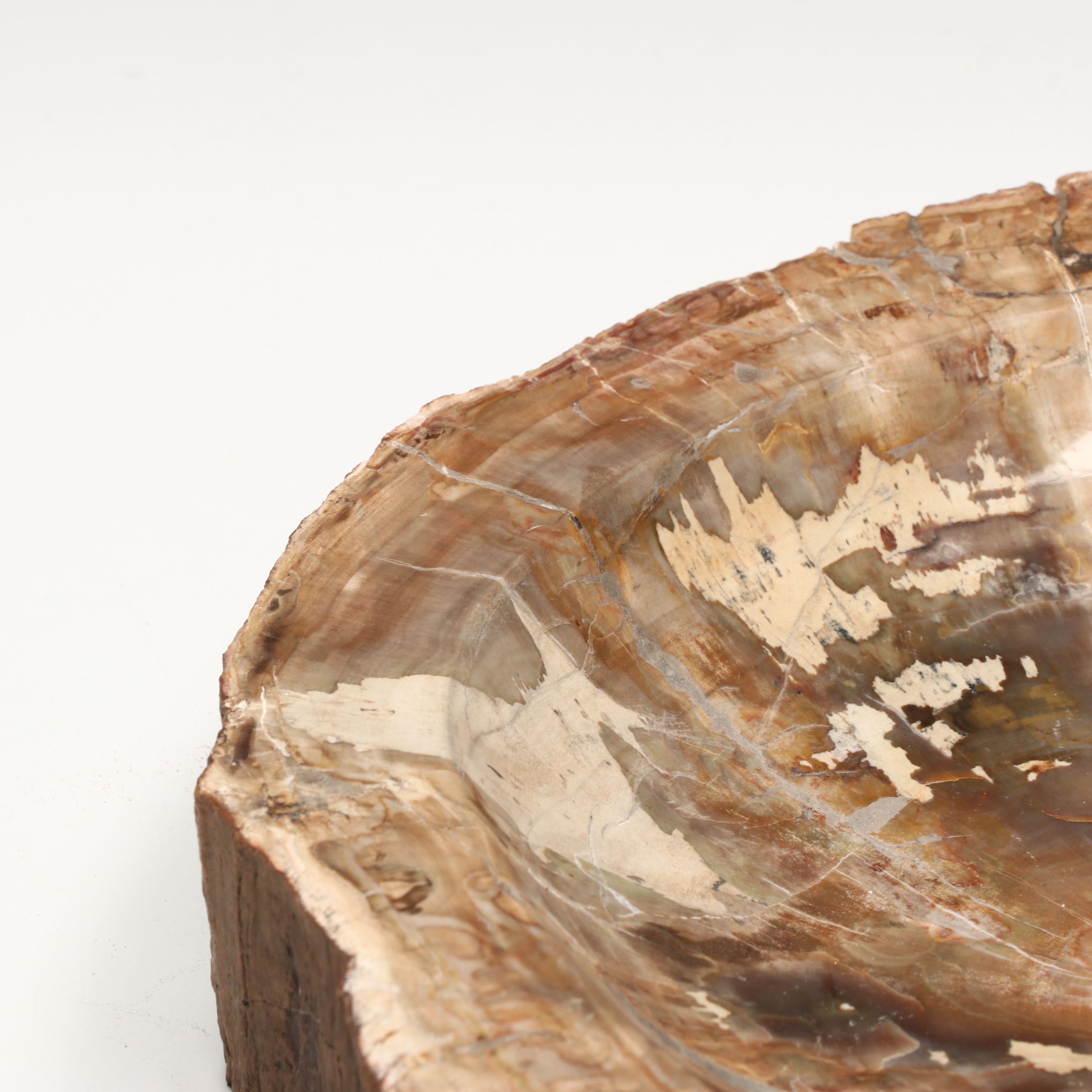 Polished Petrified Wood Bowl