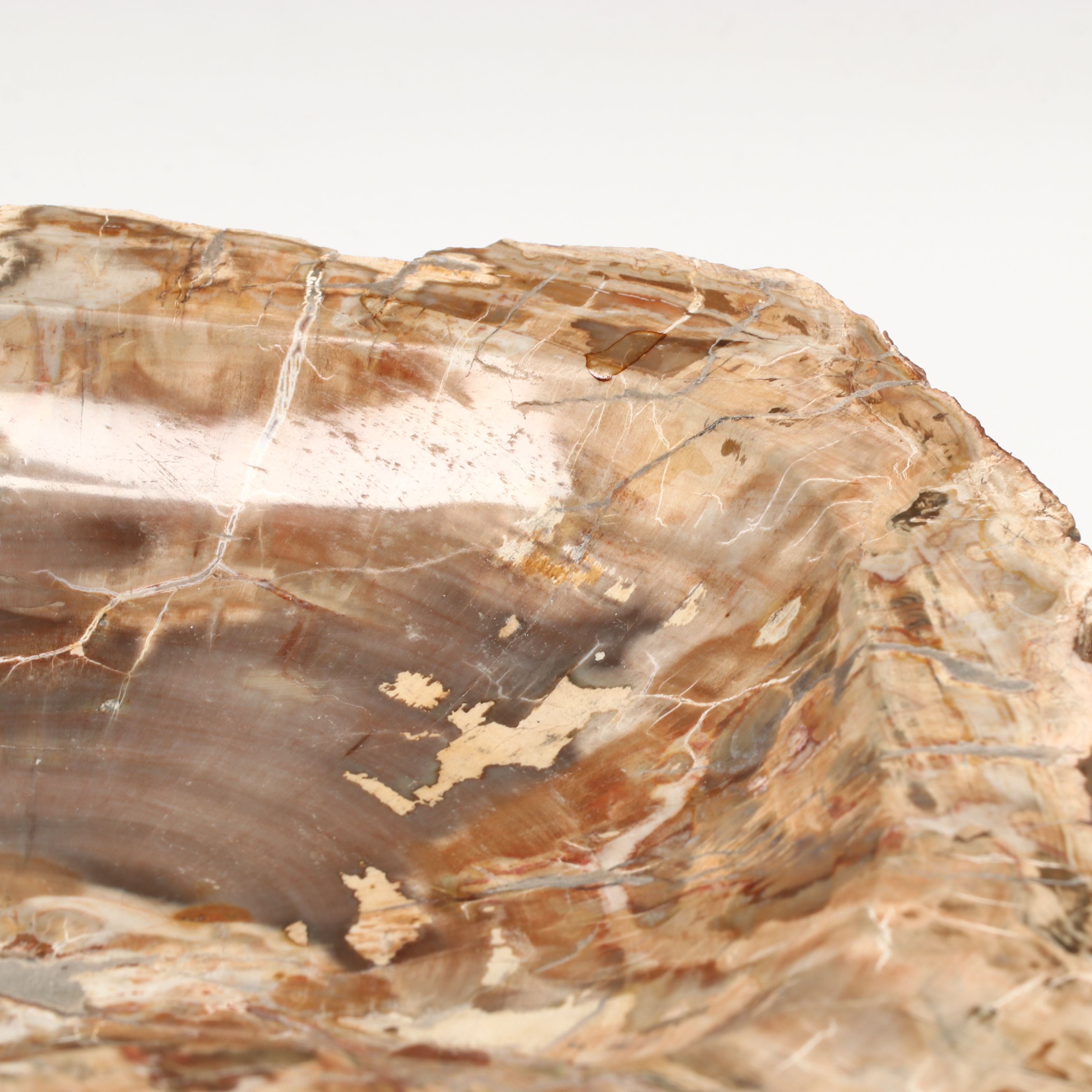 Polished Petrified Wood Bowl