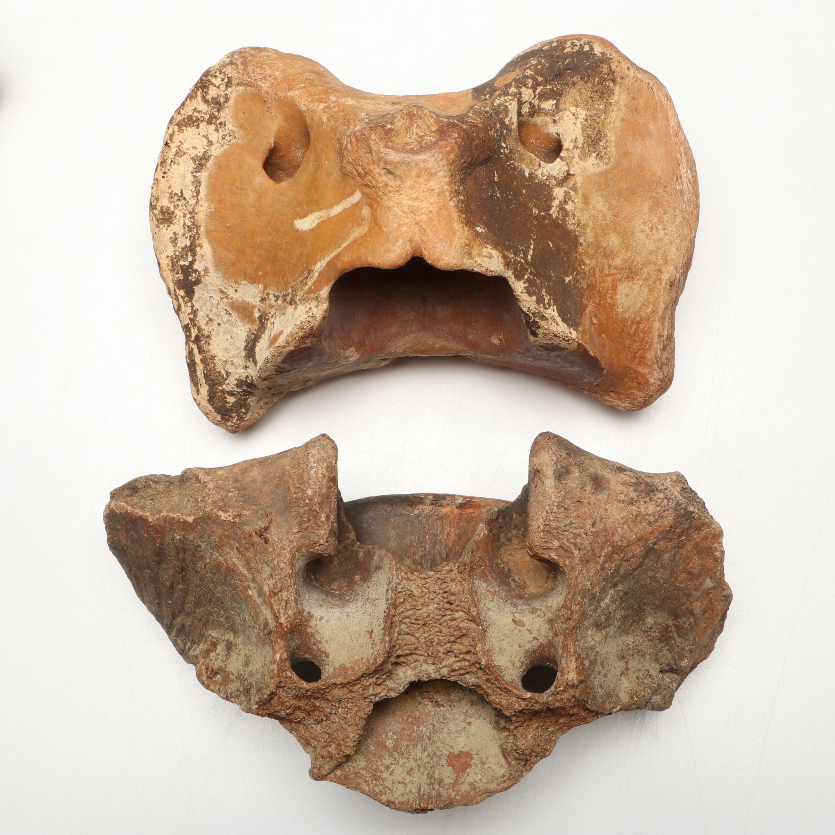 Big Bone Lick Fossil Mammal Femur, Humerus, Vertebrae Specimens, More