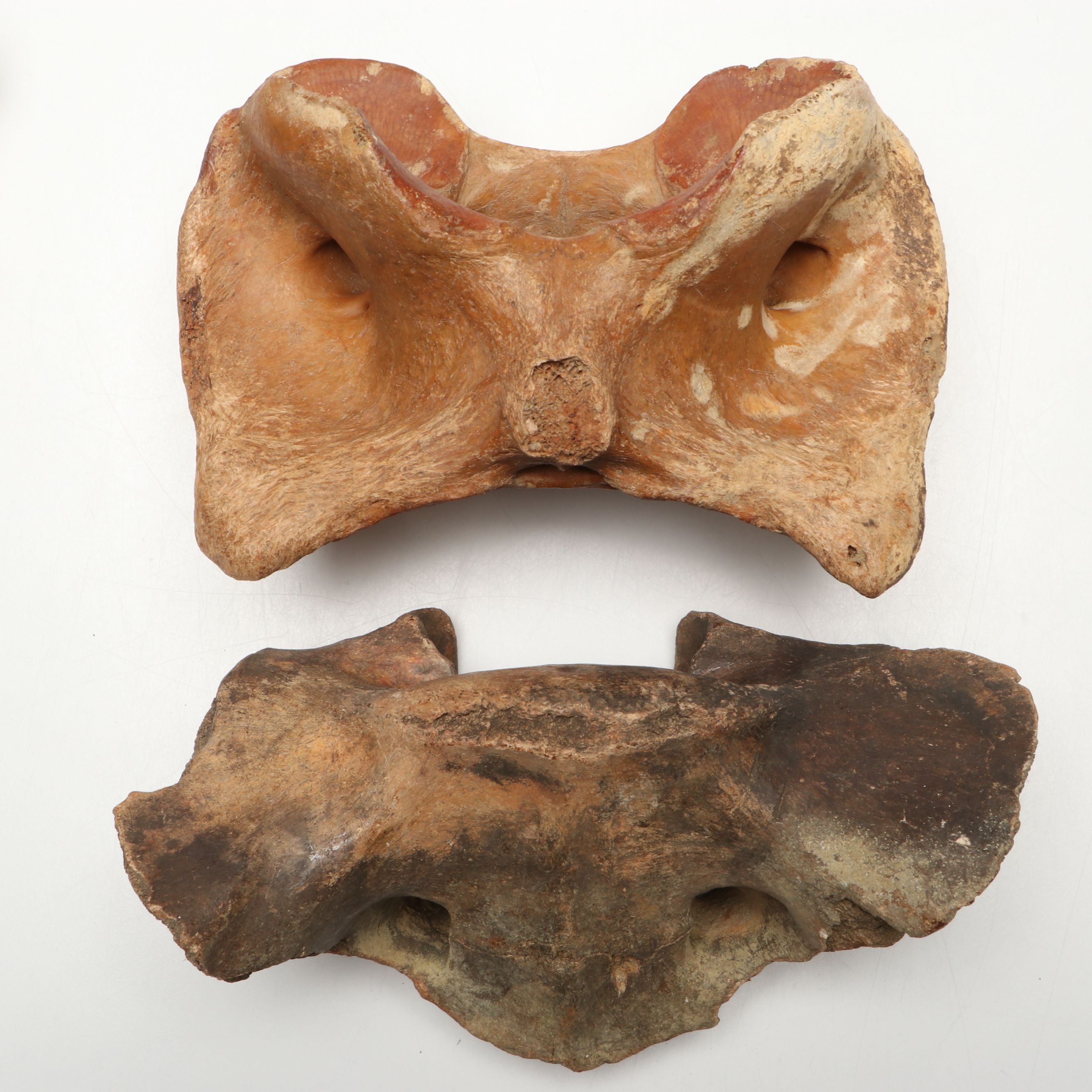 Big Bone Lick Fossil Mammal Femur, Humerus, Vertebrae Specimens, More