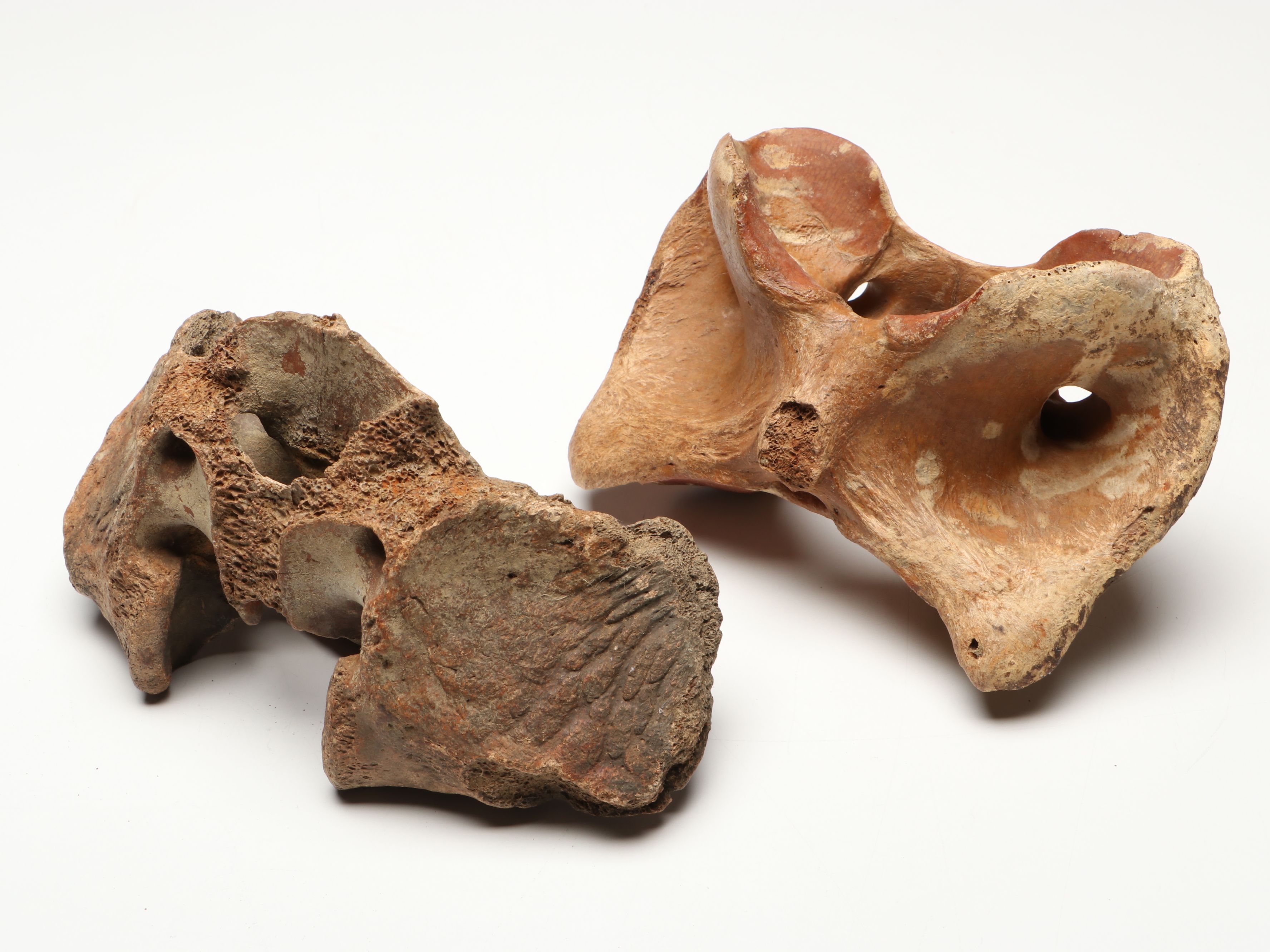 Big Bone Lick Fossil Mammal Femur, Humerus, Vertebrae Specimens, More