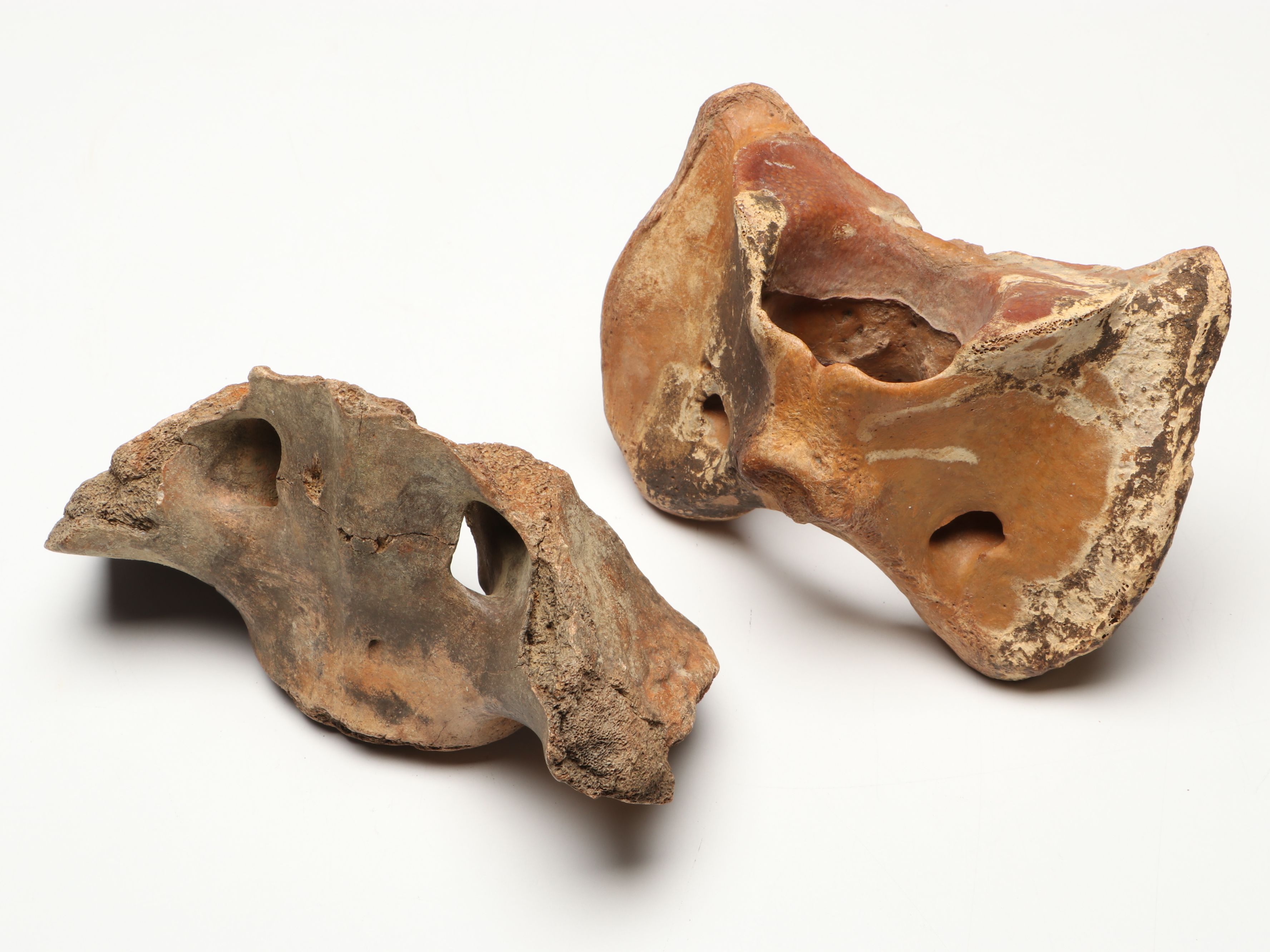 Big Bone Lick Fossil Mammal Femur, Humerus, Vertebrae Specimens, More