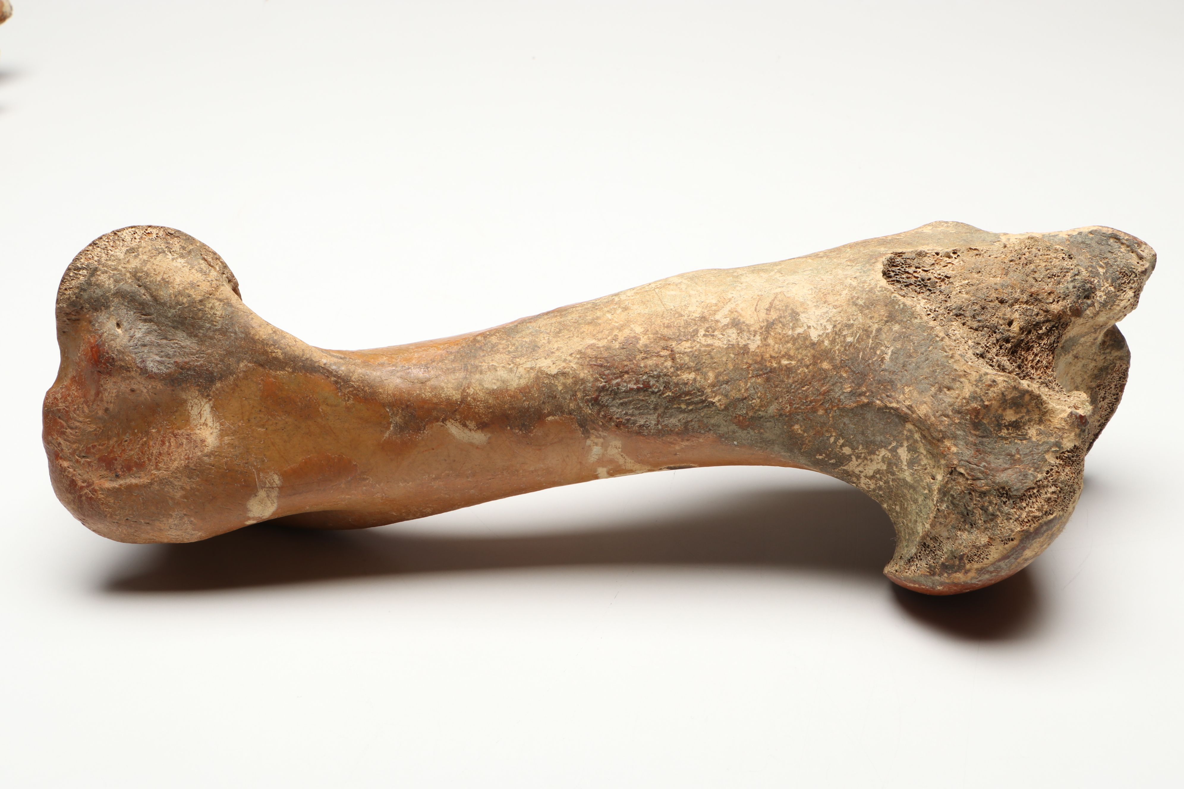 Big Bone Lick Fossil Mammal Femur, Humerus, Vertebrae Specimens, More