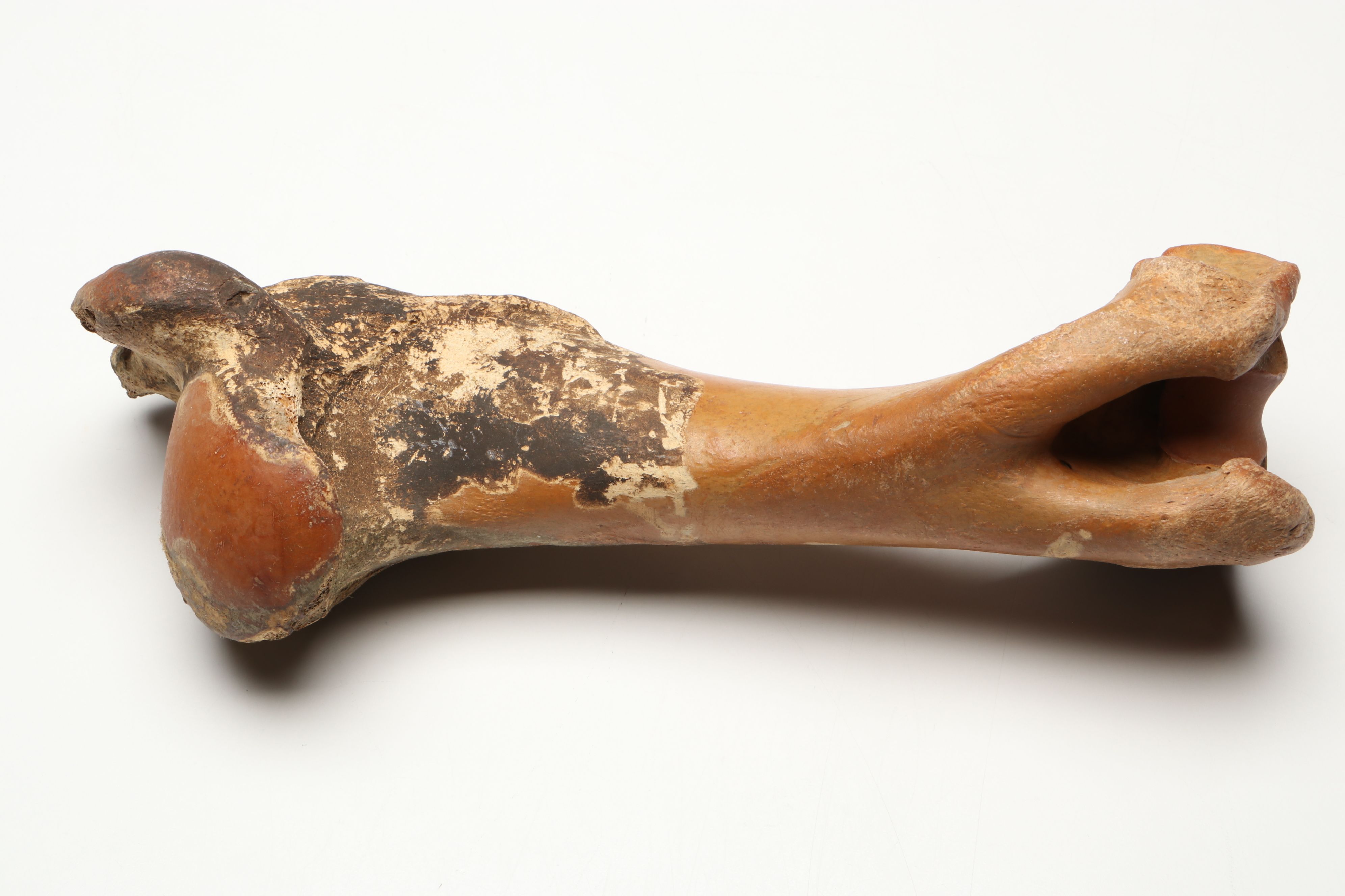 Big Bone Lick Fossil Mammal Femur, Humerus, Vertebrae Specimens, More