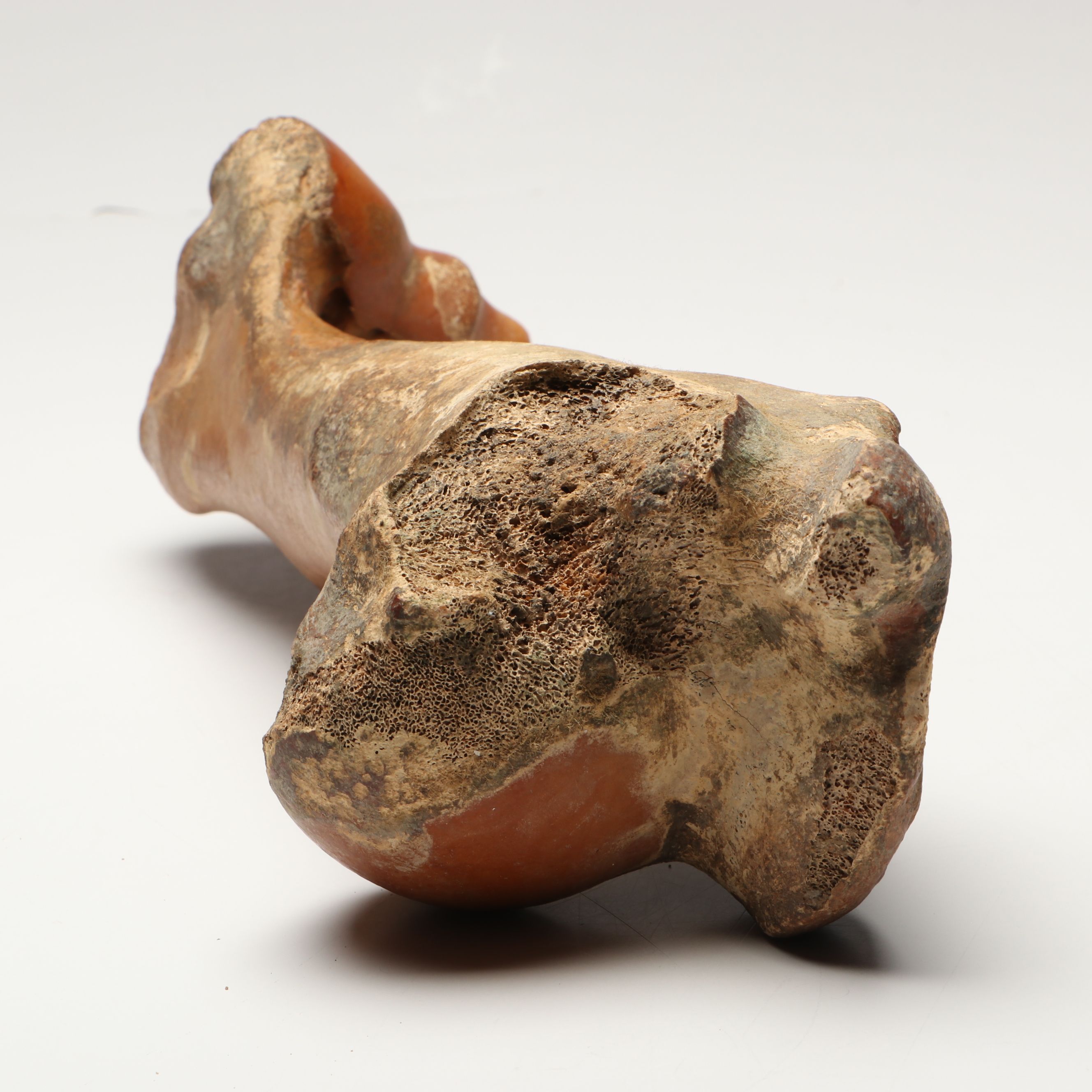 Big Bone Lick Fossil Mammal Femur, Humerus, Vertebrae Specimens, More