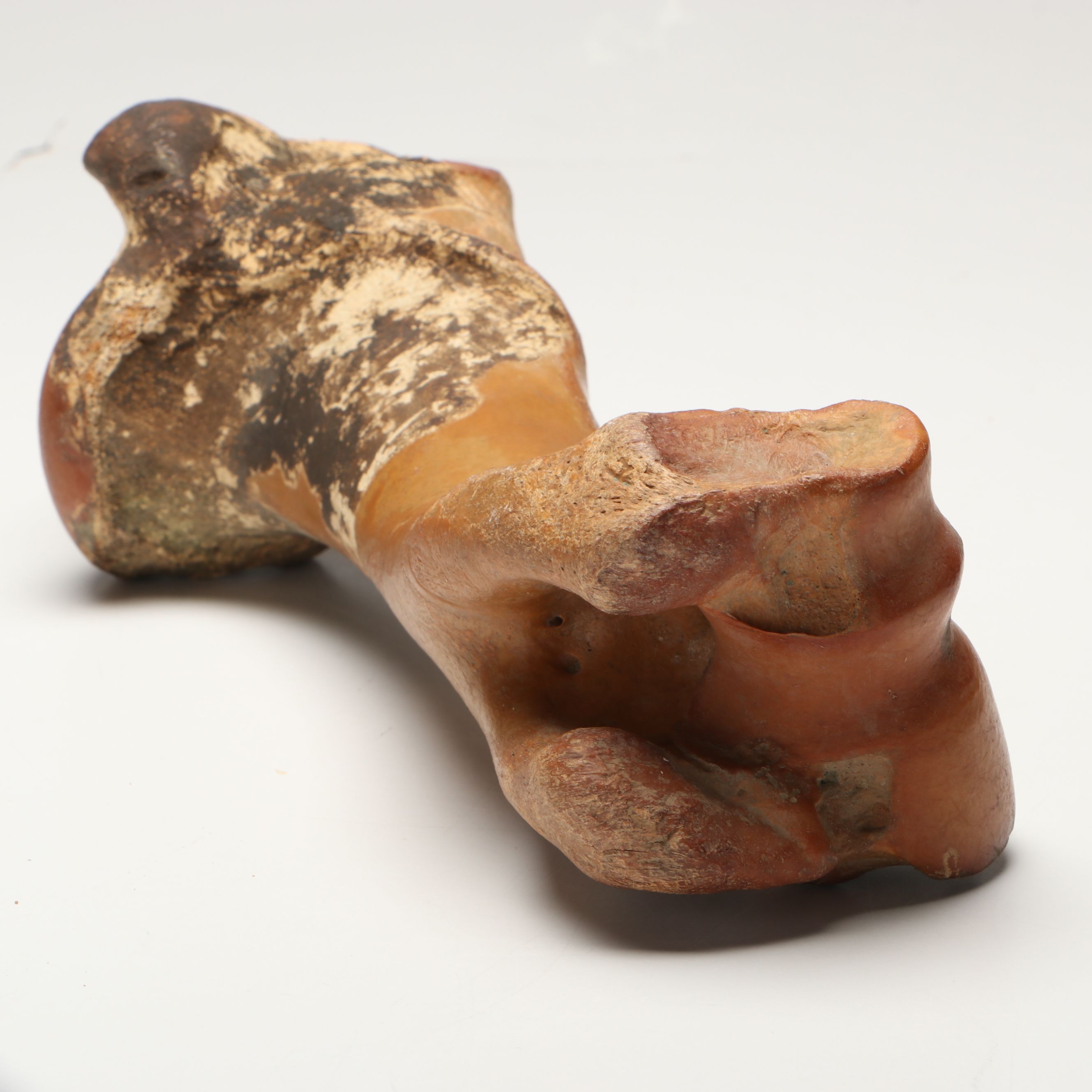 Big Bone Lick Fossil Mammal Femur, Humerus, Vertebrae Specimens, More