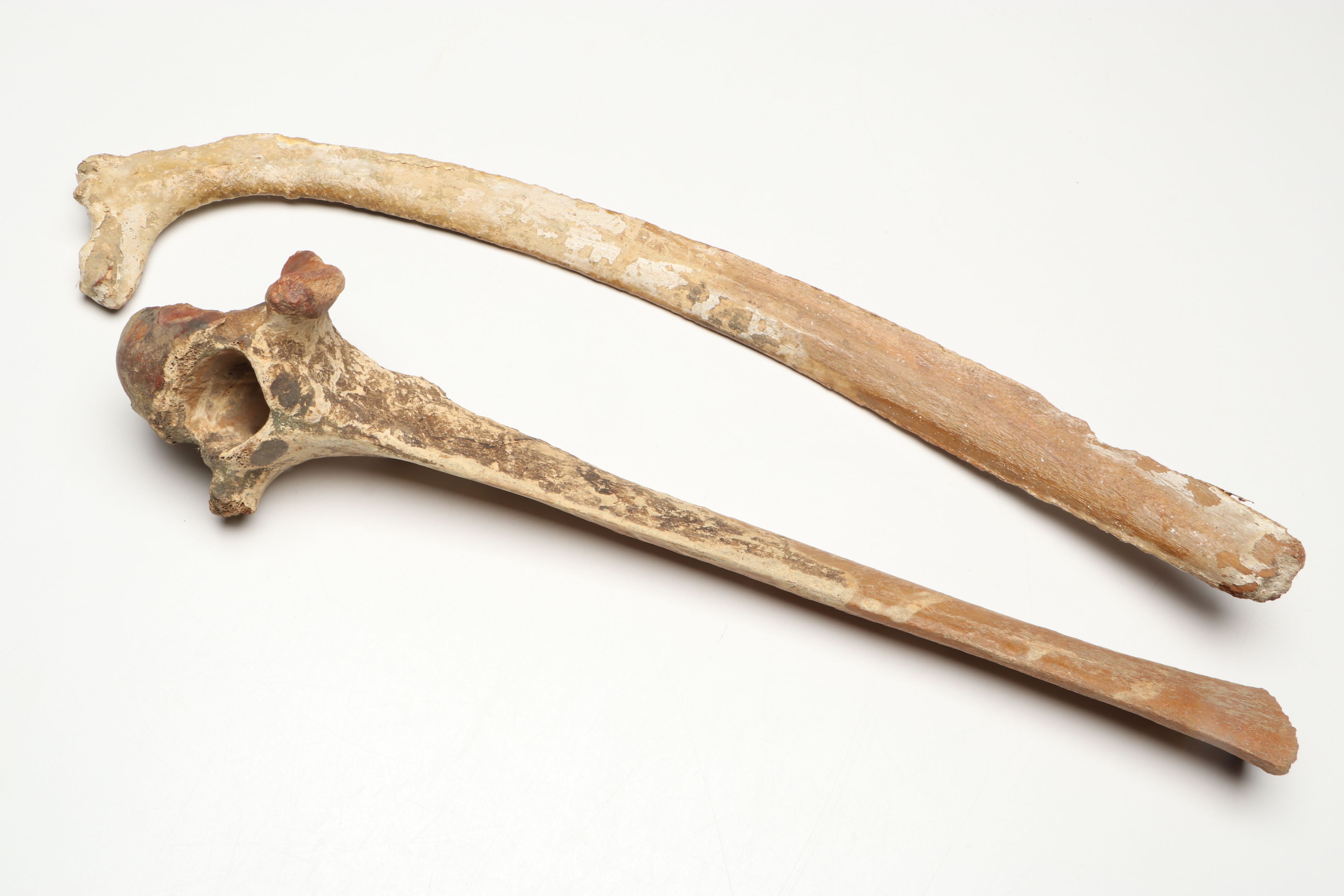 Big Bone Lick Fossil Mammal Femur, Humerus, Vertebrae Specimens, More