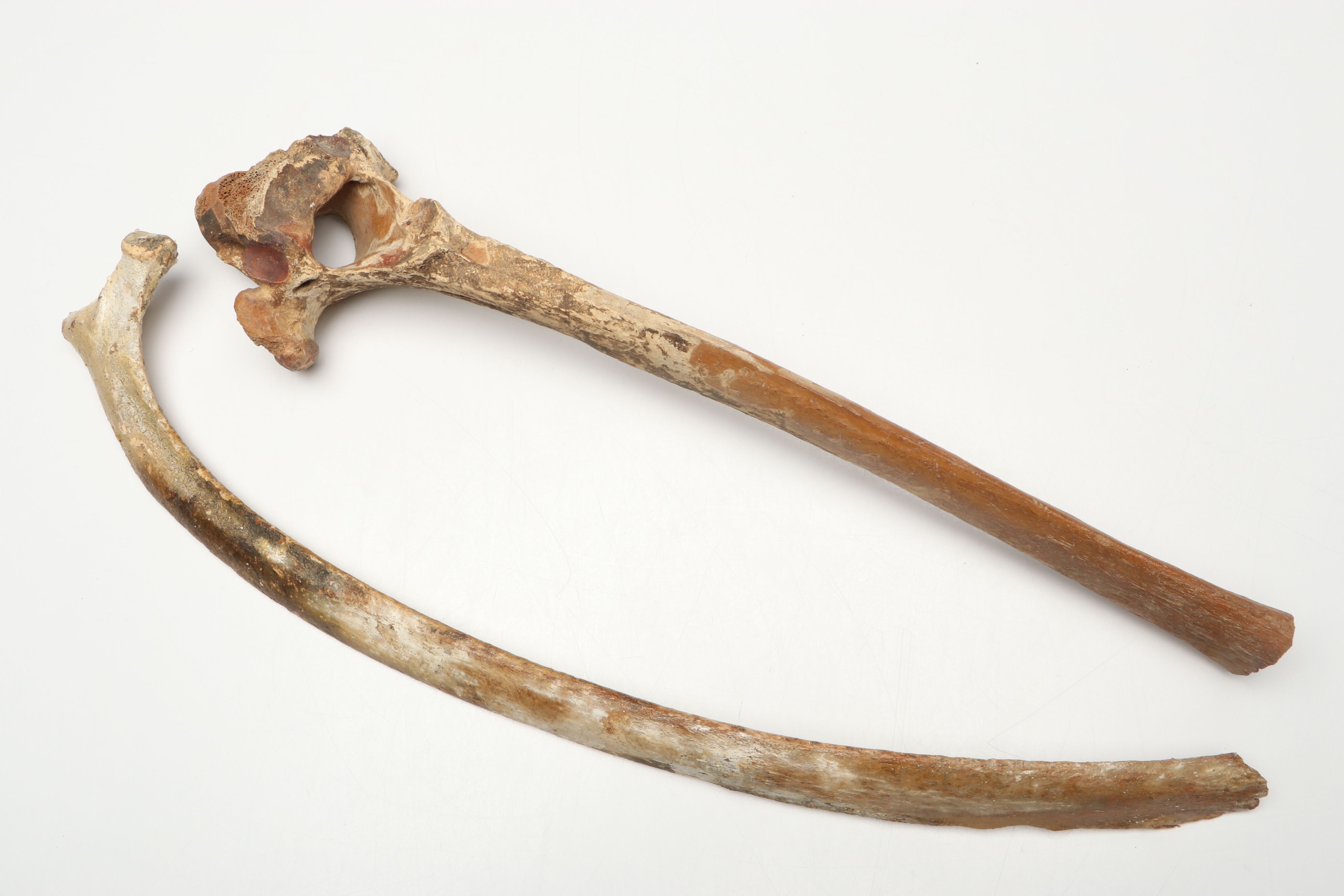 Big Bone Lick Fossil Mammal Femur, Humerus, Vertebrae Specimens, More