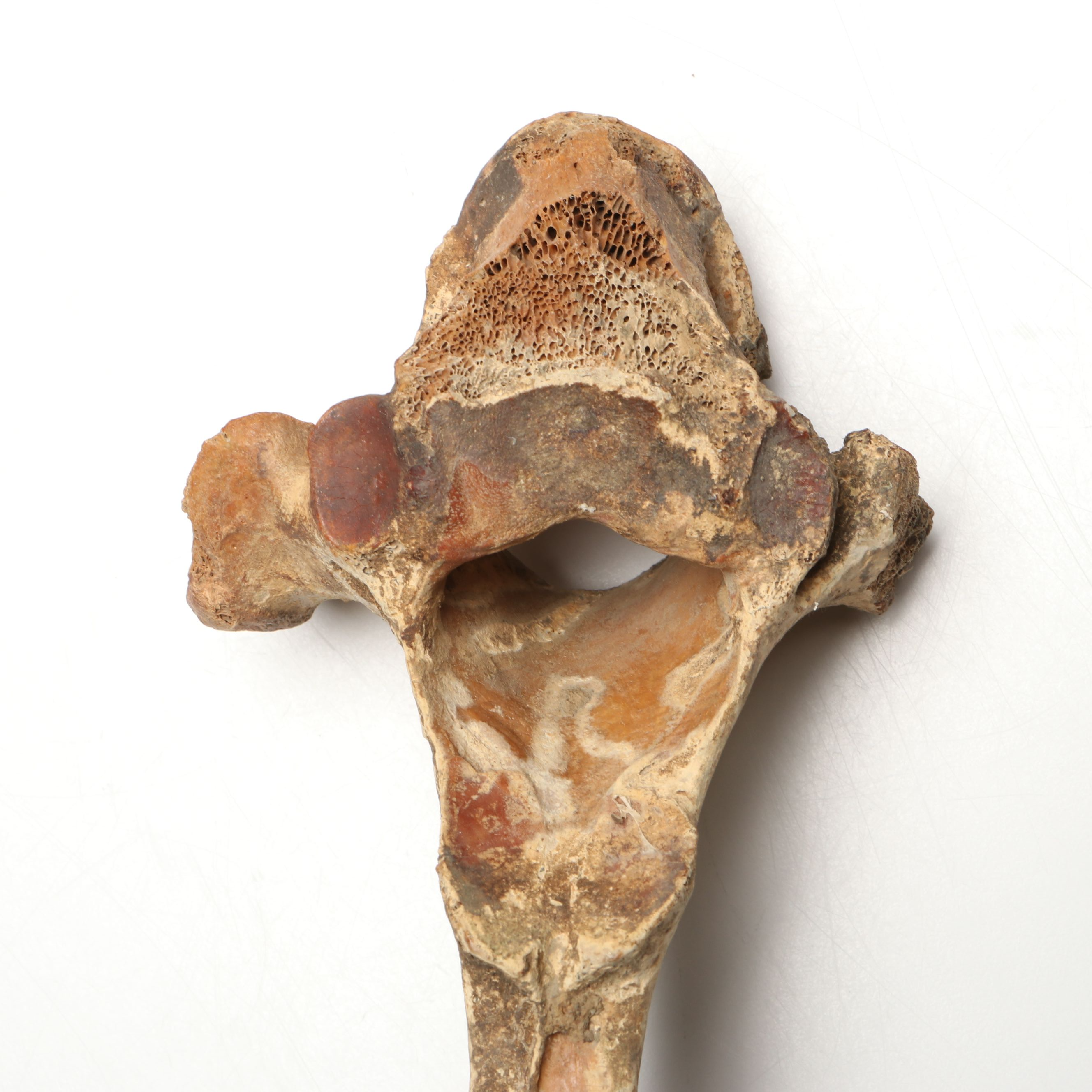 Big Bone Lick Fossil Mammal Femur, Humerus, Vertebrae Specimens, More