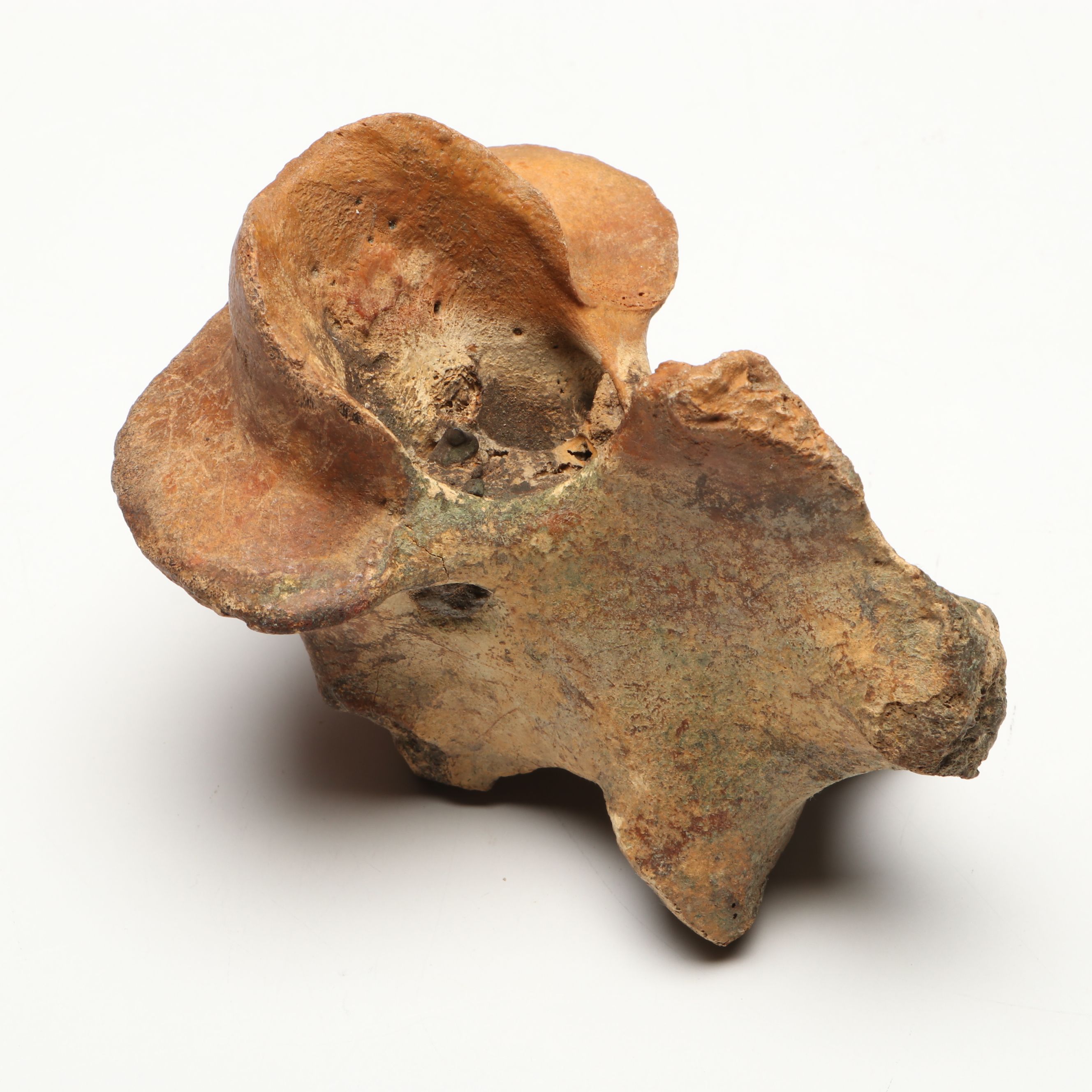 Big Bone Lick Fossil Mammal Femur, Humerus, Vertebrae Specimens, More