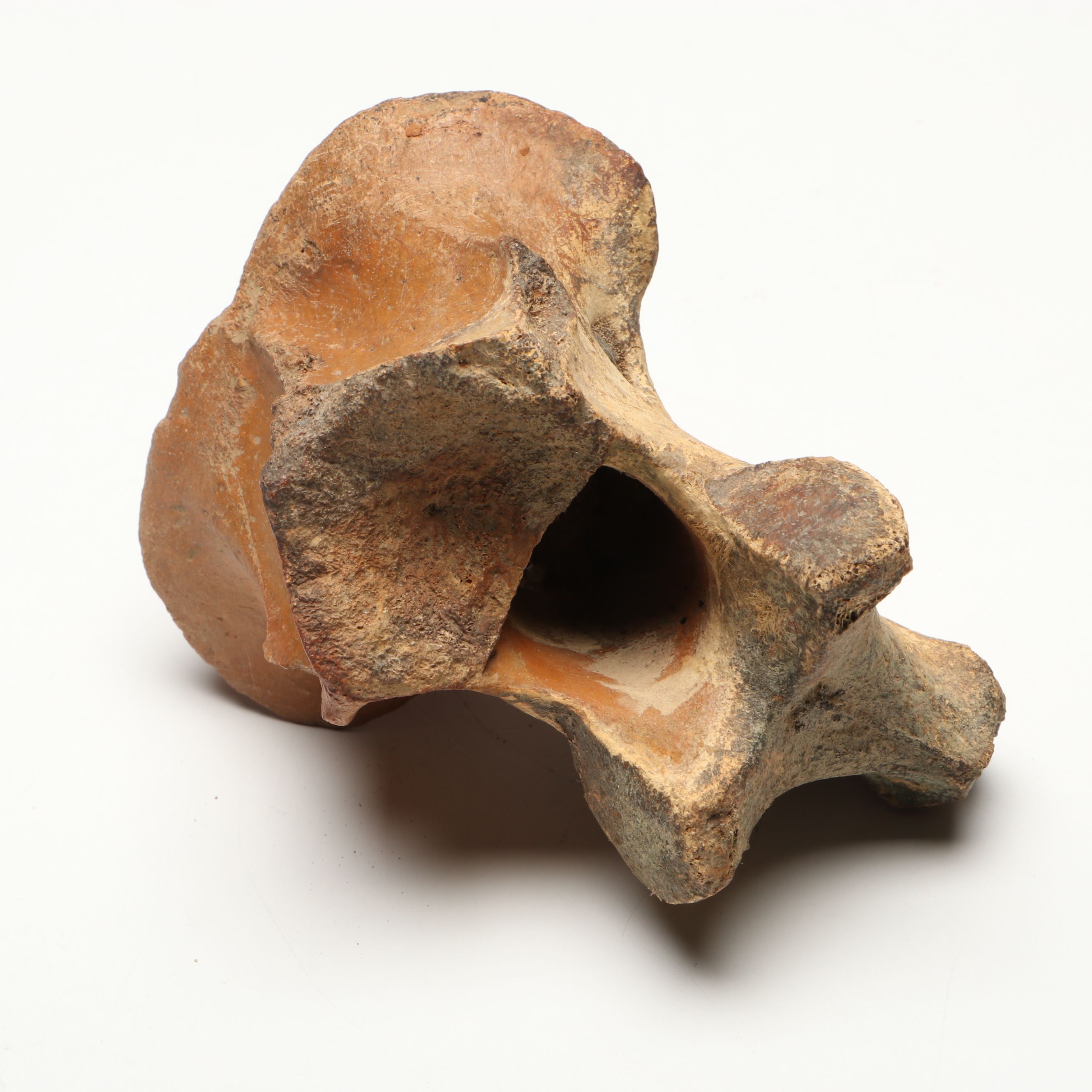 Big Bone Lick Fossil Mammal Femur, Humerus, Vertebrae Specimens, More