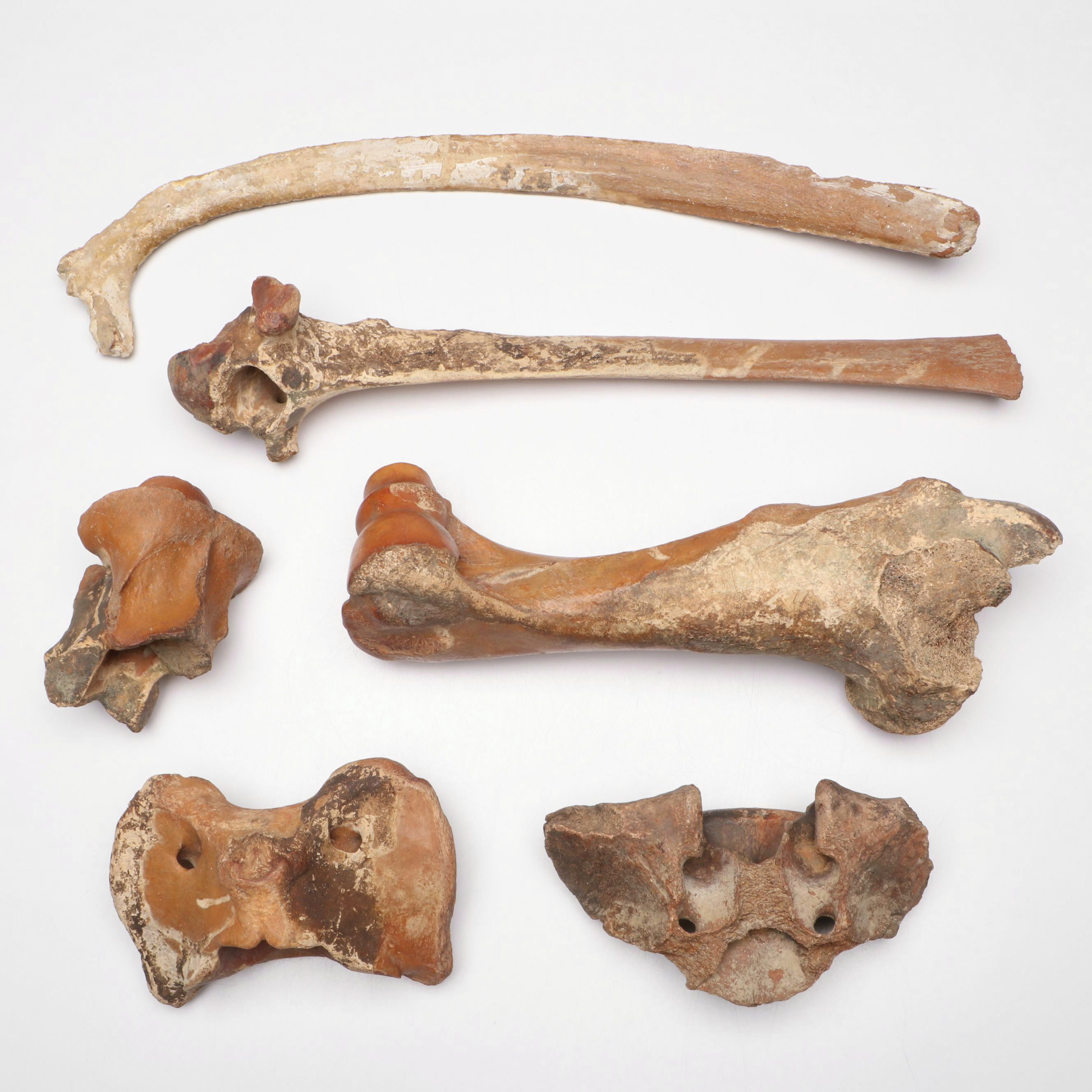 Big Bone Lick Fossil Mammal Femur, Humerus, Vertebrae Specimens, More