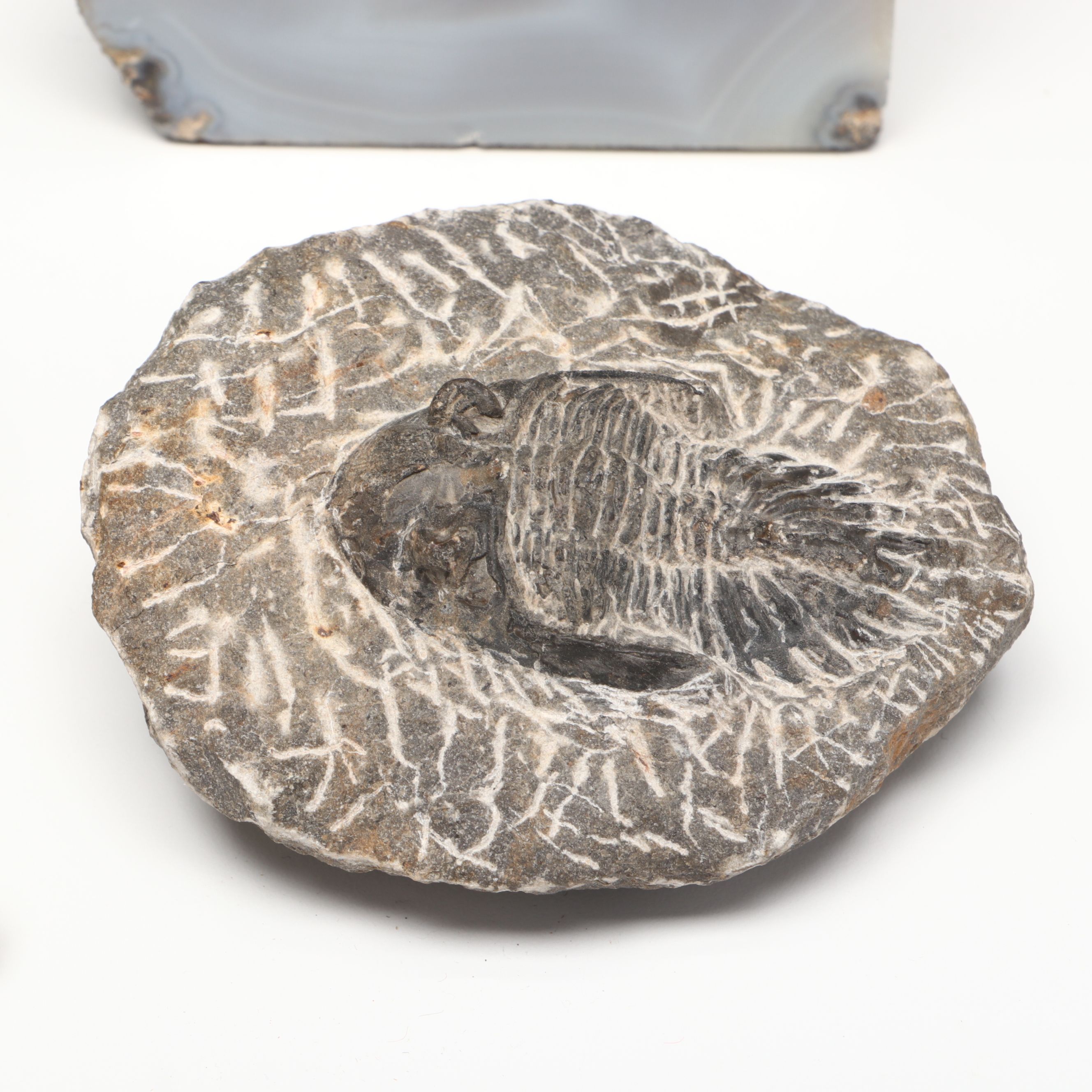 Gray Agate Geodes with Trilobite and More Mineral Specimens