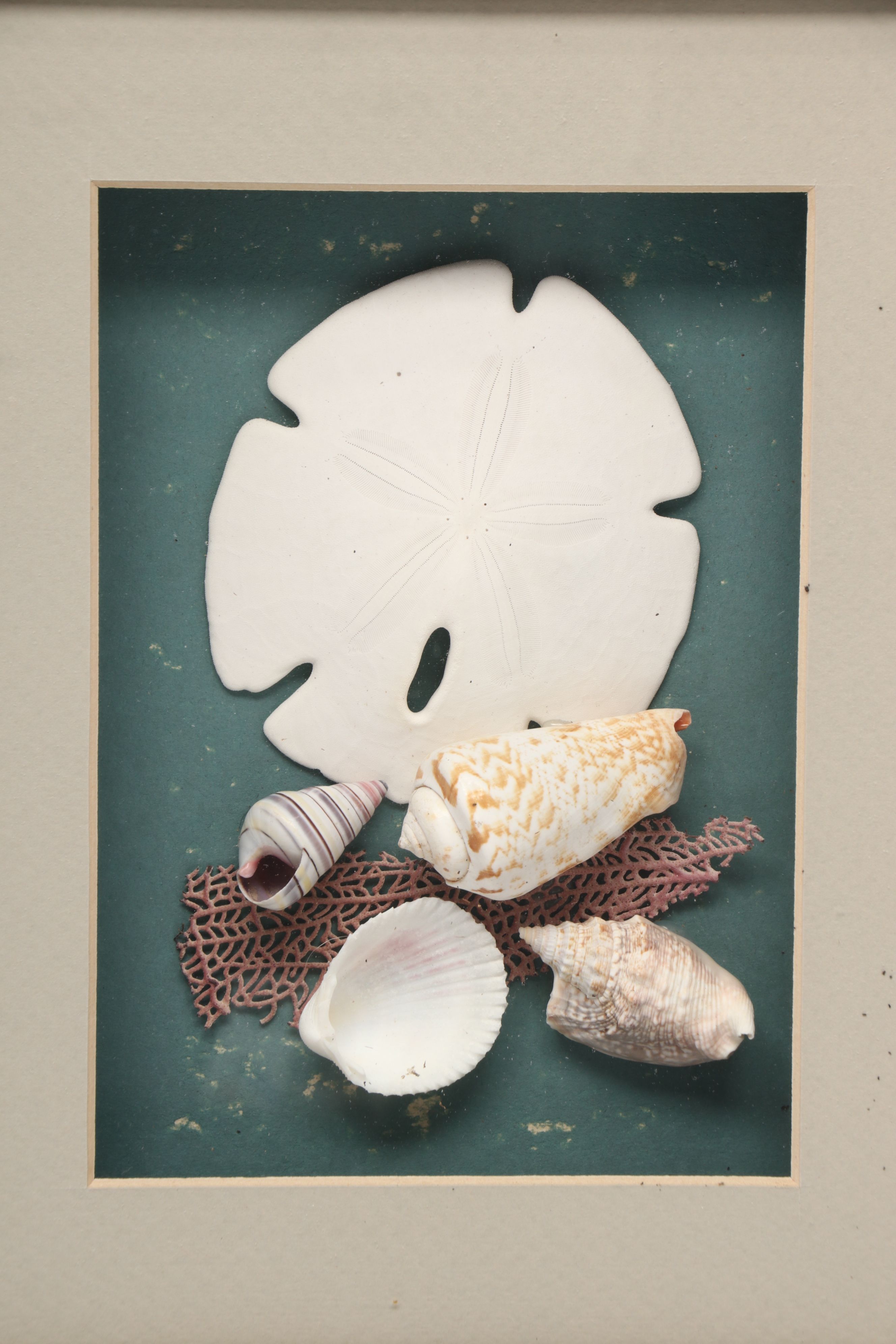 Knobby Starfish in Wicker Basket with Seashells in Frames and Other Wall Décor