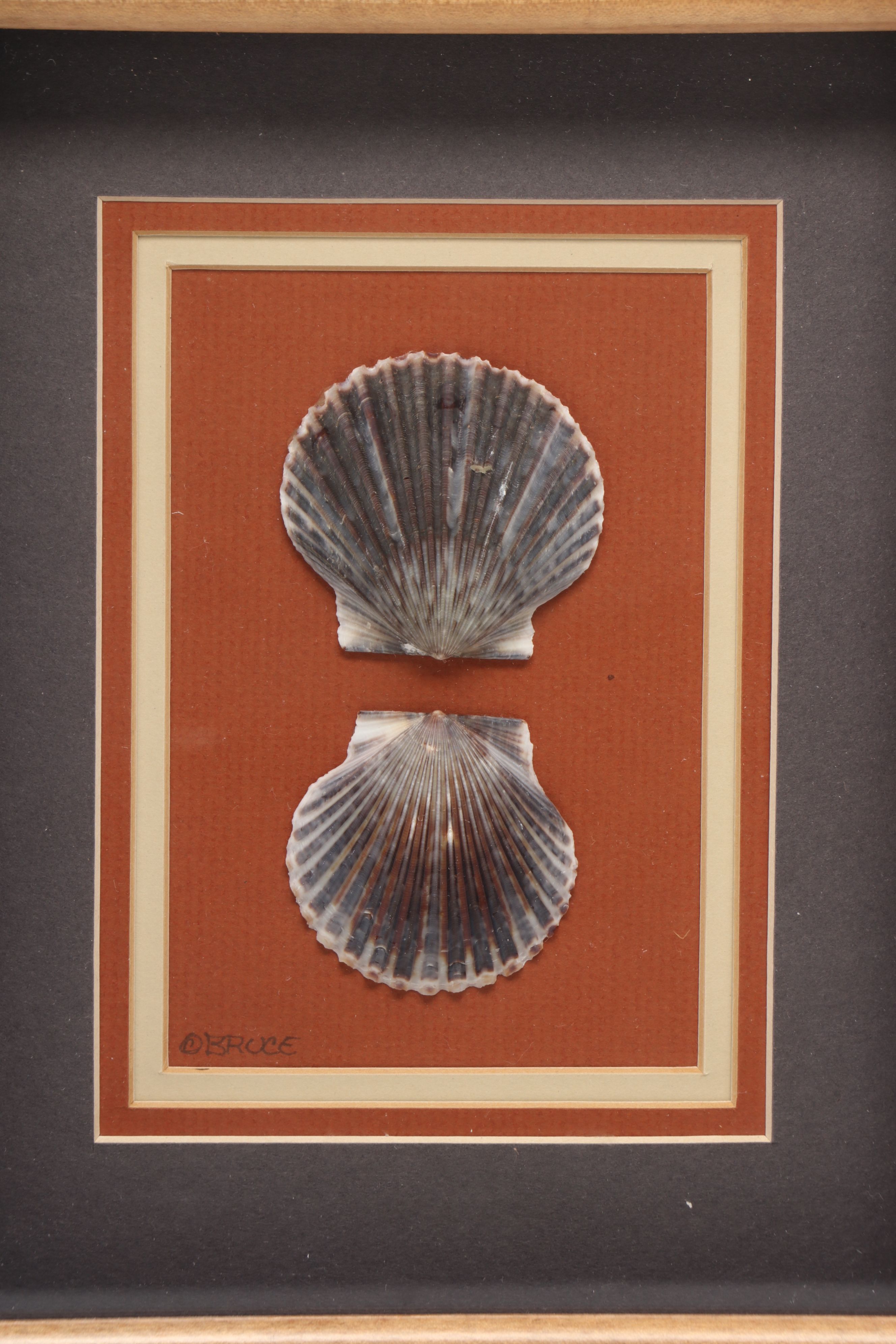 Knobby Starfish in Wicker Basket with Seashells in Frames and Other Wall Décor