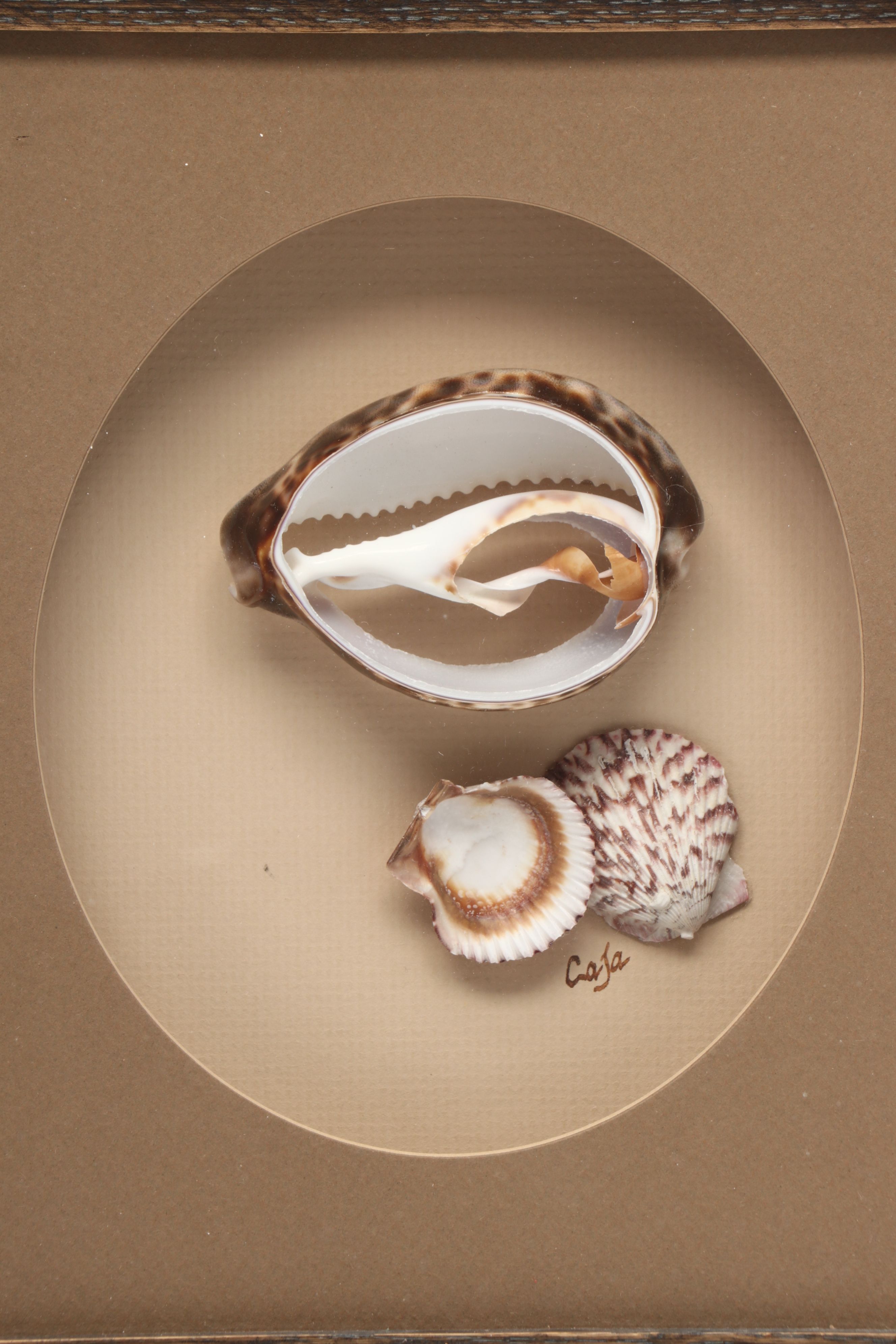 Knobby Starfish in Wicker Basket with Seashells in Frames and Other Wall Décor