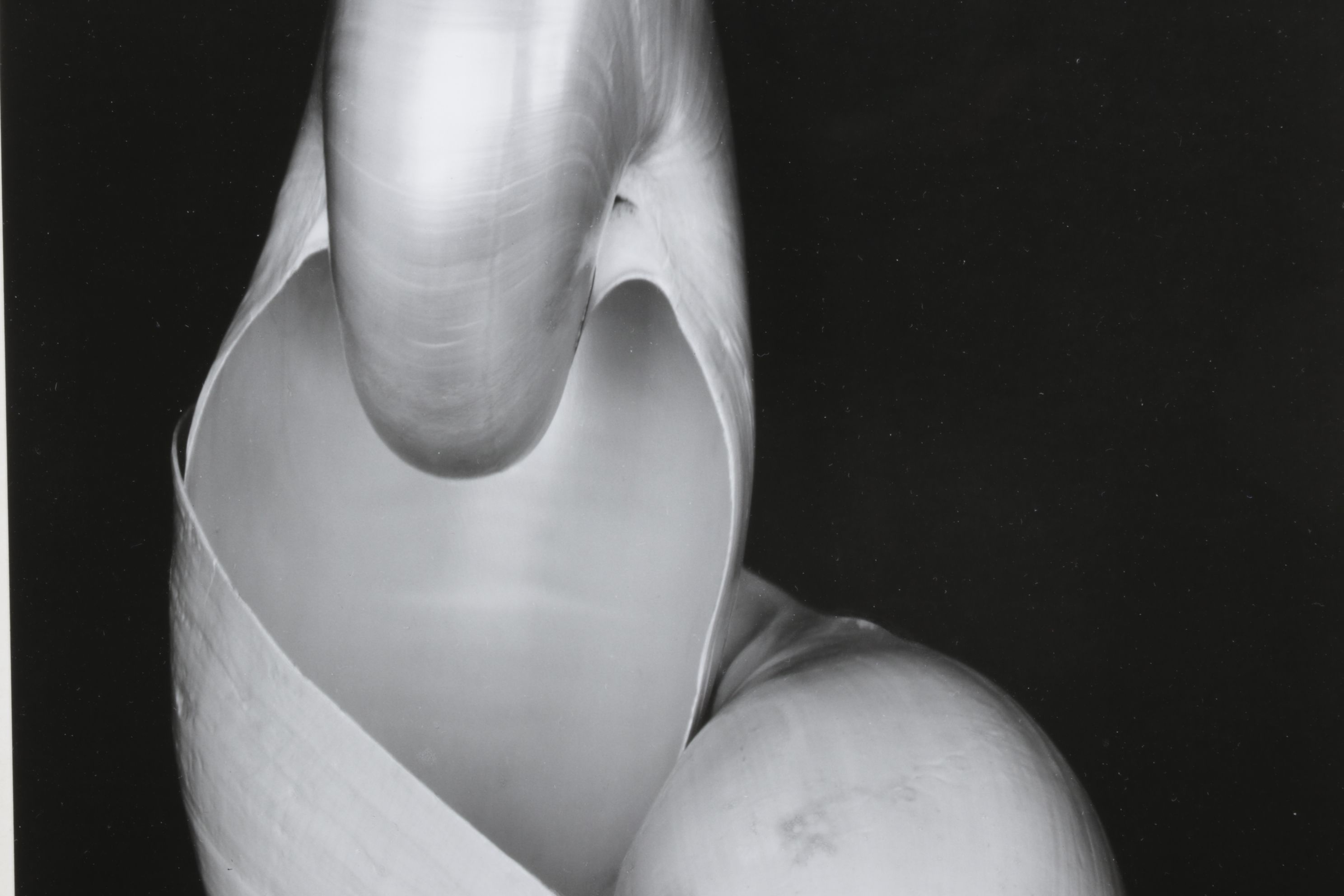 Edward Weston Silver Gelatin Photograph "Two Shells", 1927