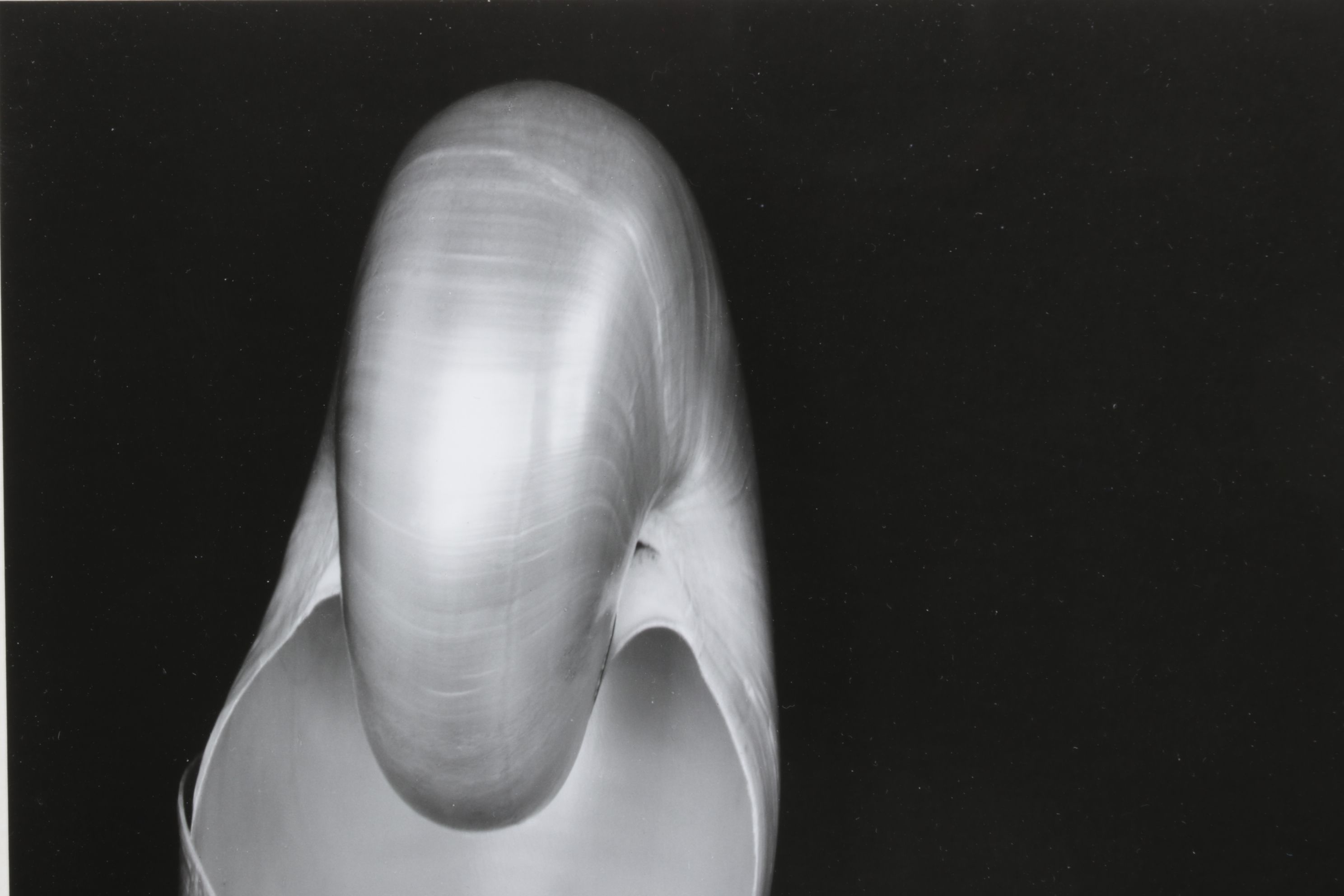 Edward Weston Silver Gelatin Photograph "Two Shells", 1927