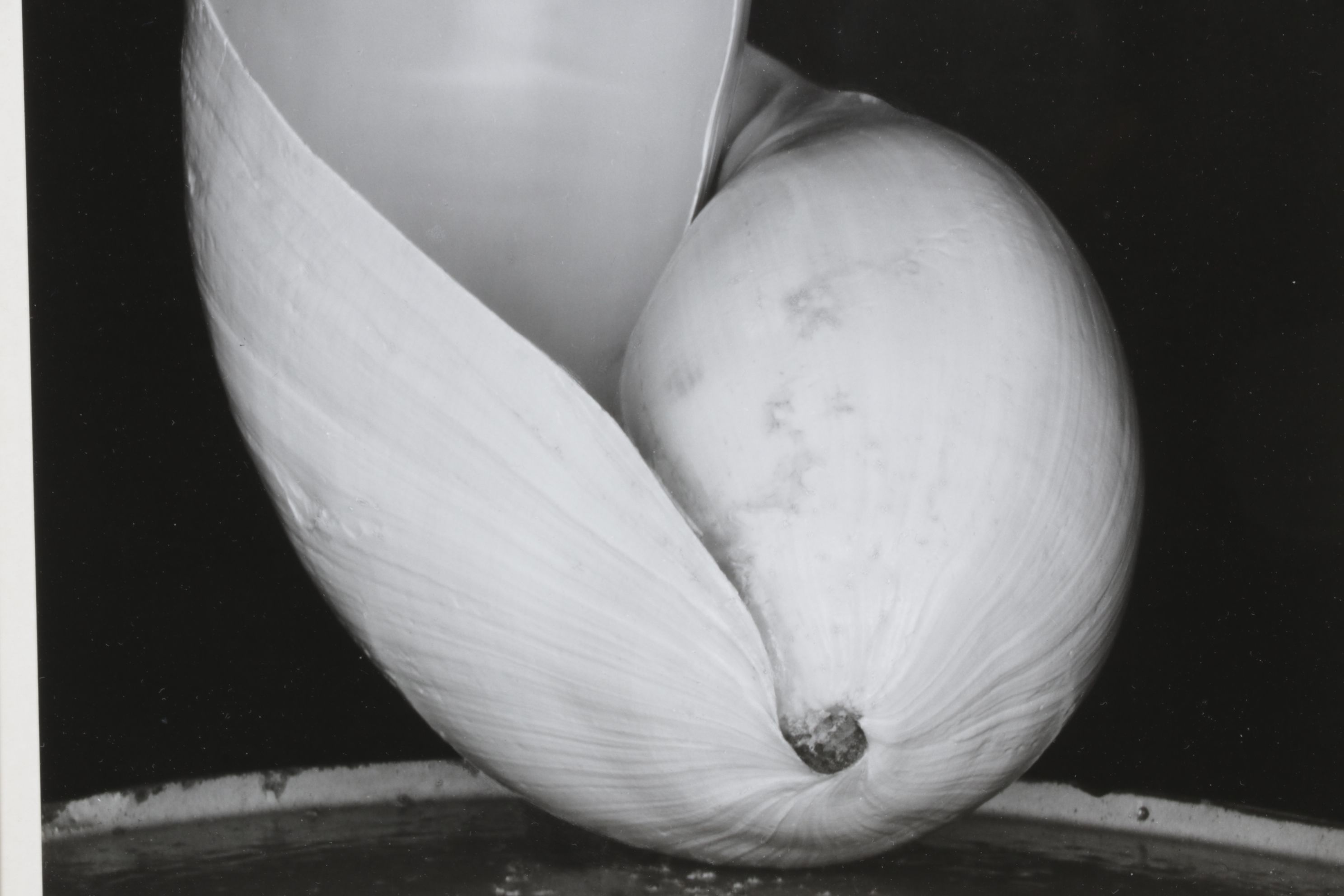 Edward Weston Silver Gelatin Photograph "Two Shells", 1927