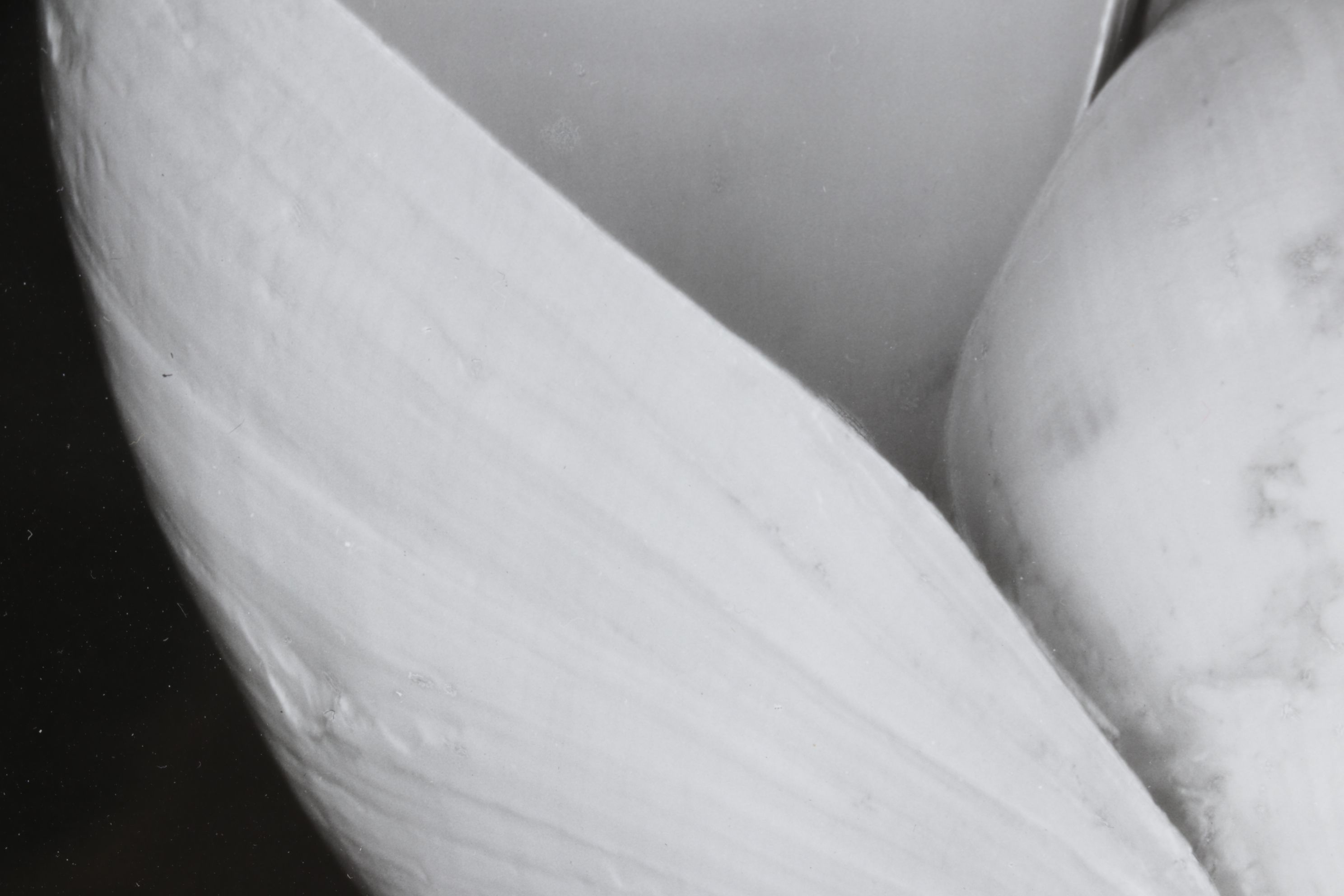 Edward Weston Silver Gelatin Photograph "Two Shells", 1927