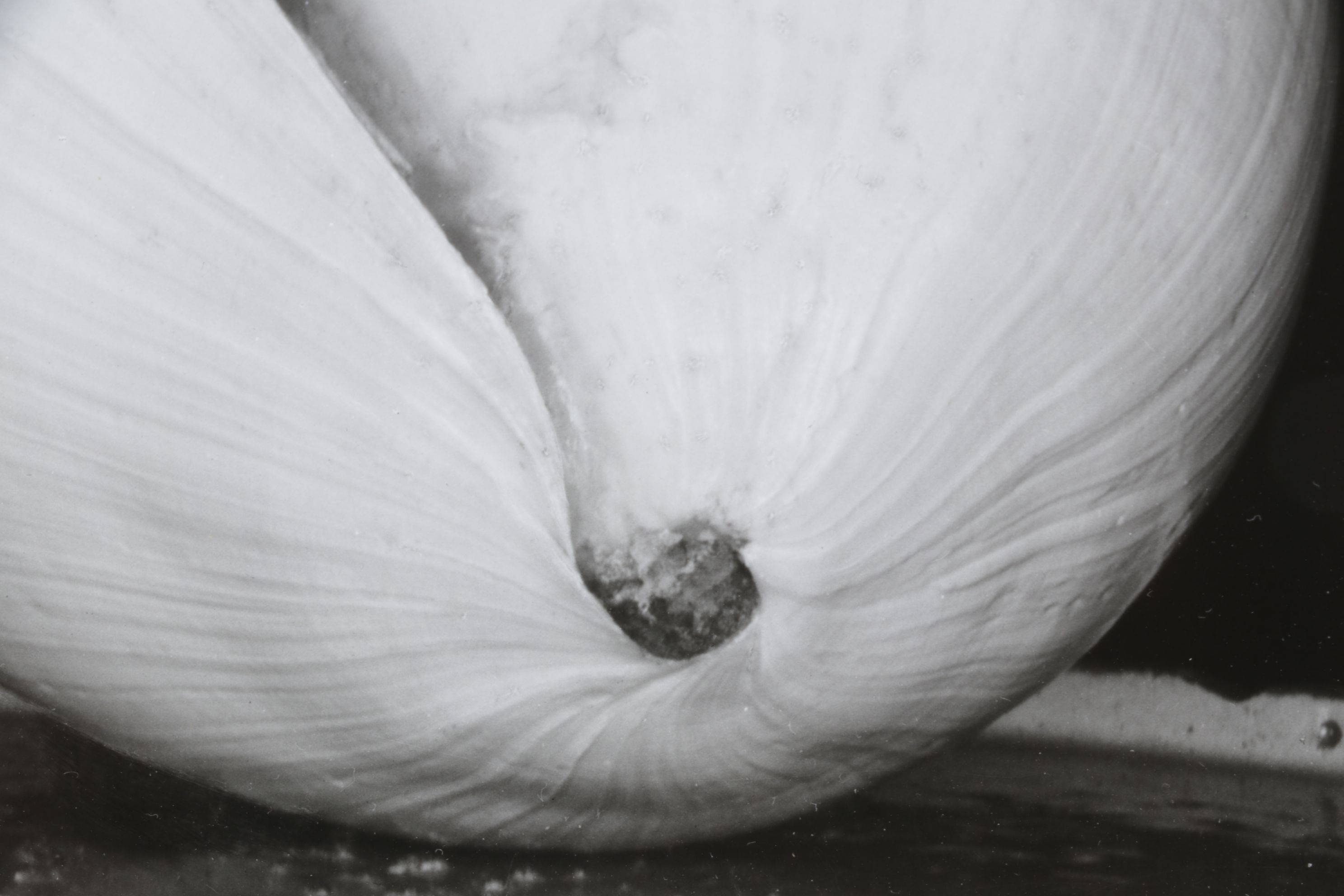 Edward Weston Silver Gelatin Photograph "Two Shells", 1927