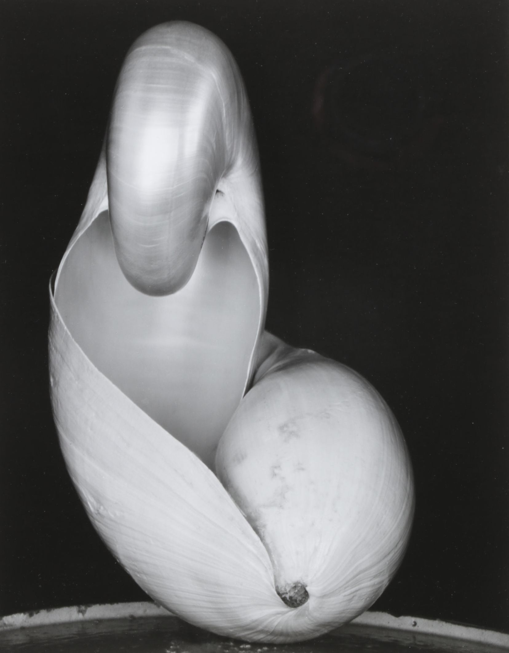 Edward Weston Silver Gelatin Photograph "Two Shells", 1927
