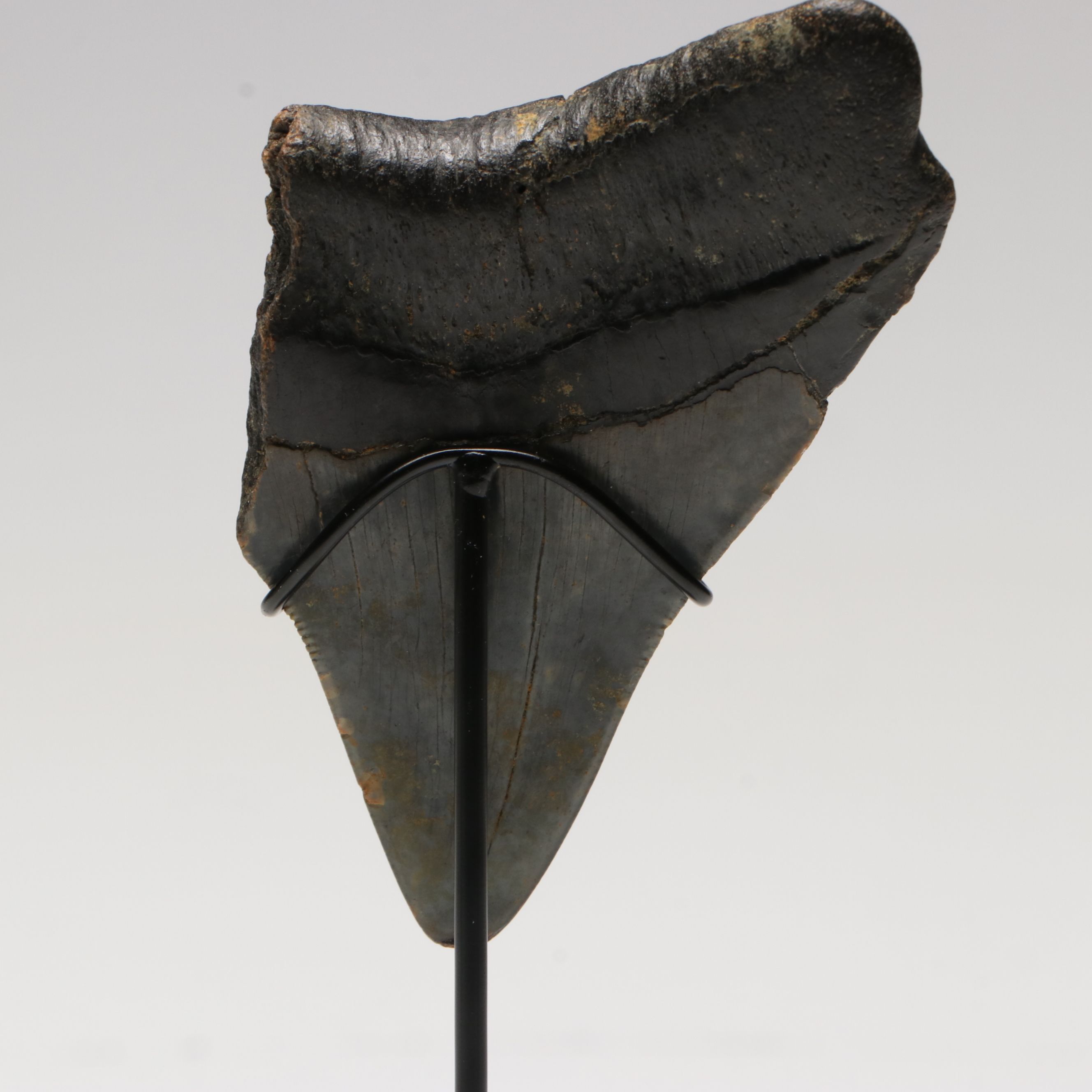 Megalodon Fossil Tooth