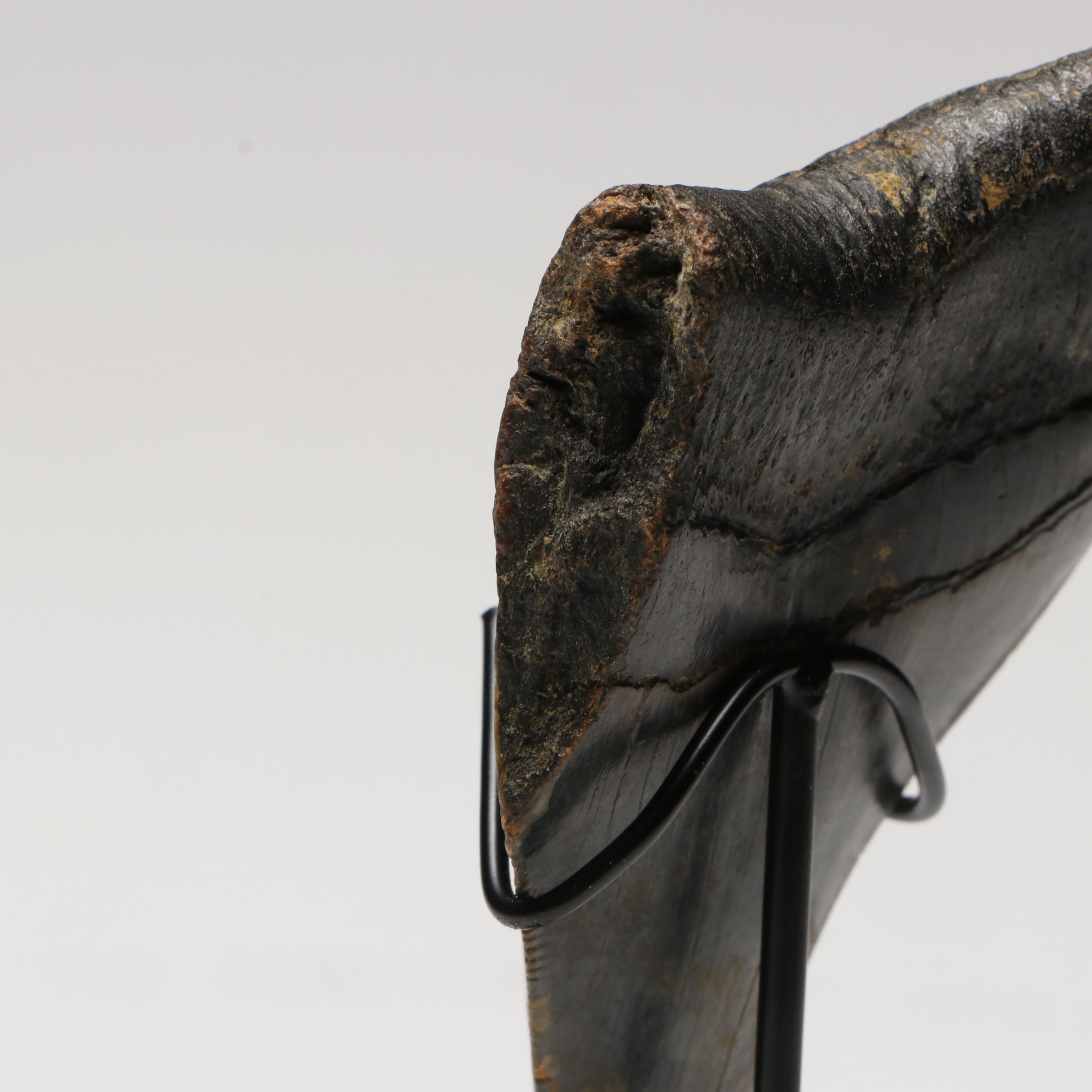 Megalodon Fossil Tooth