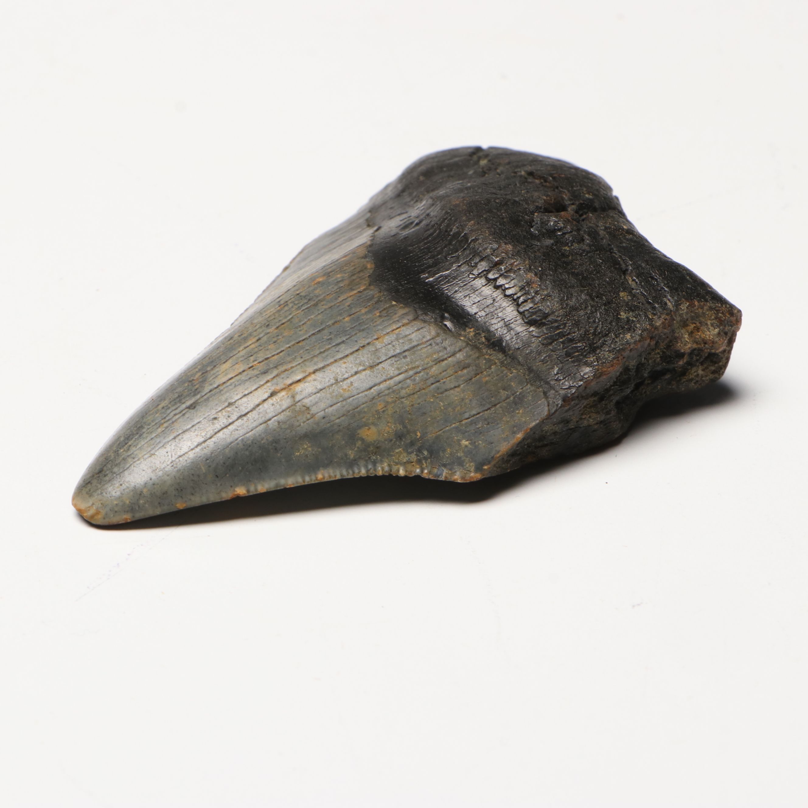 Megalodon Fossil Tooth