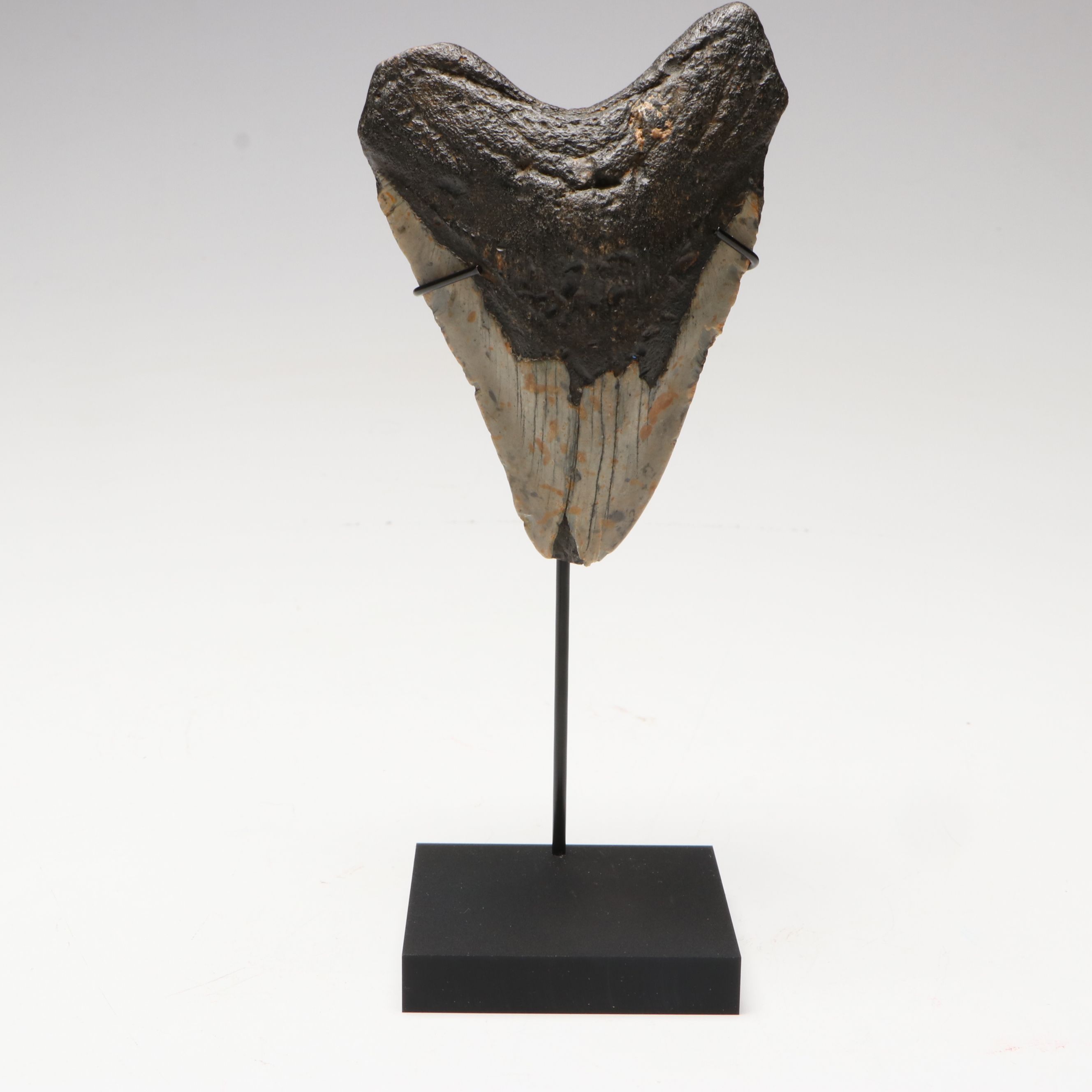 Megalodon Fossil Tooth