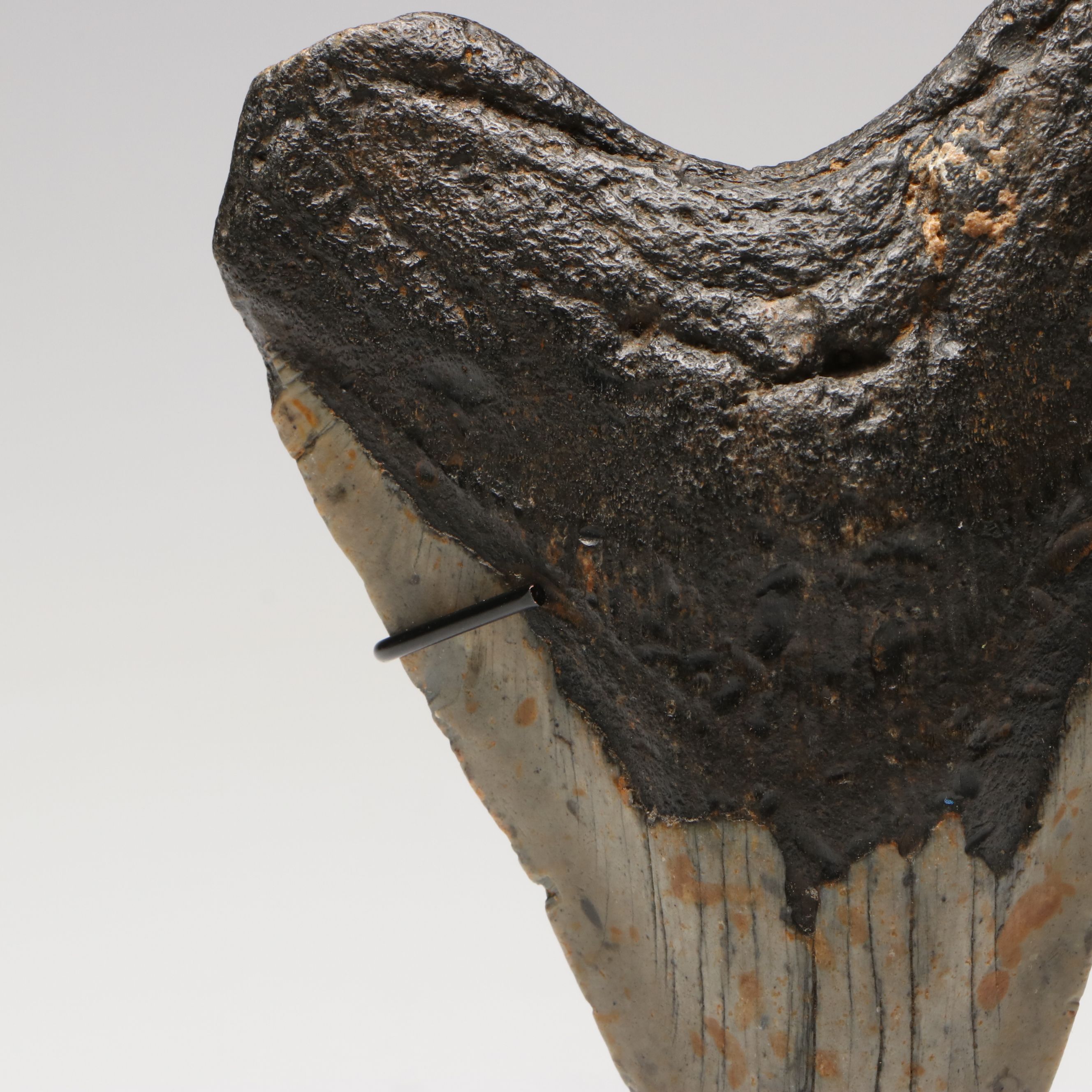 Megalodon Fossil Tooth