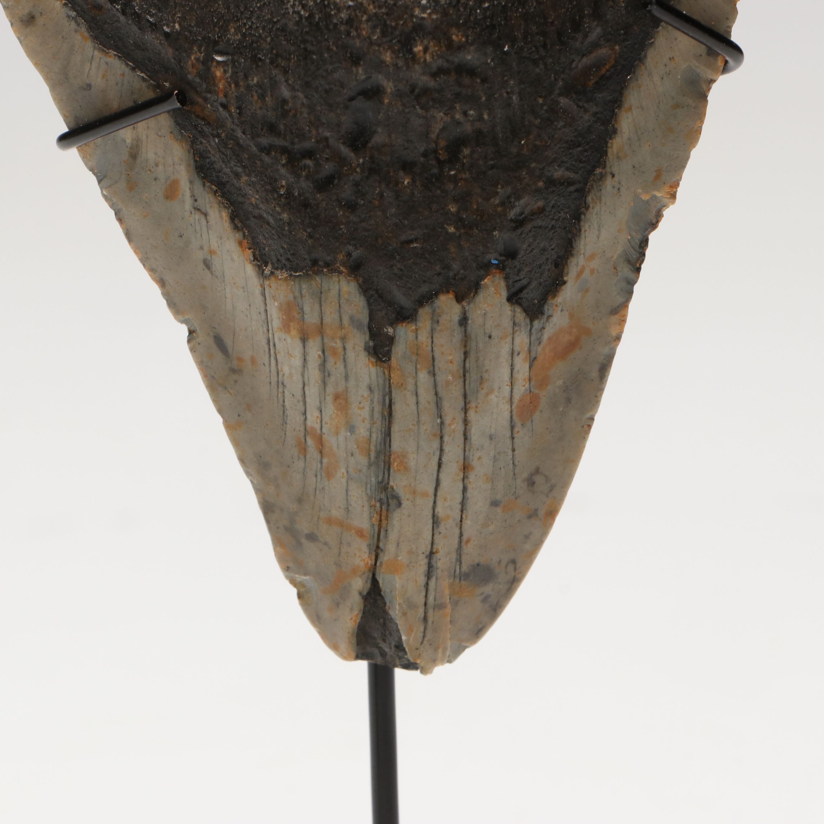 Megalodon Fossil Tooth