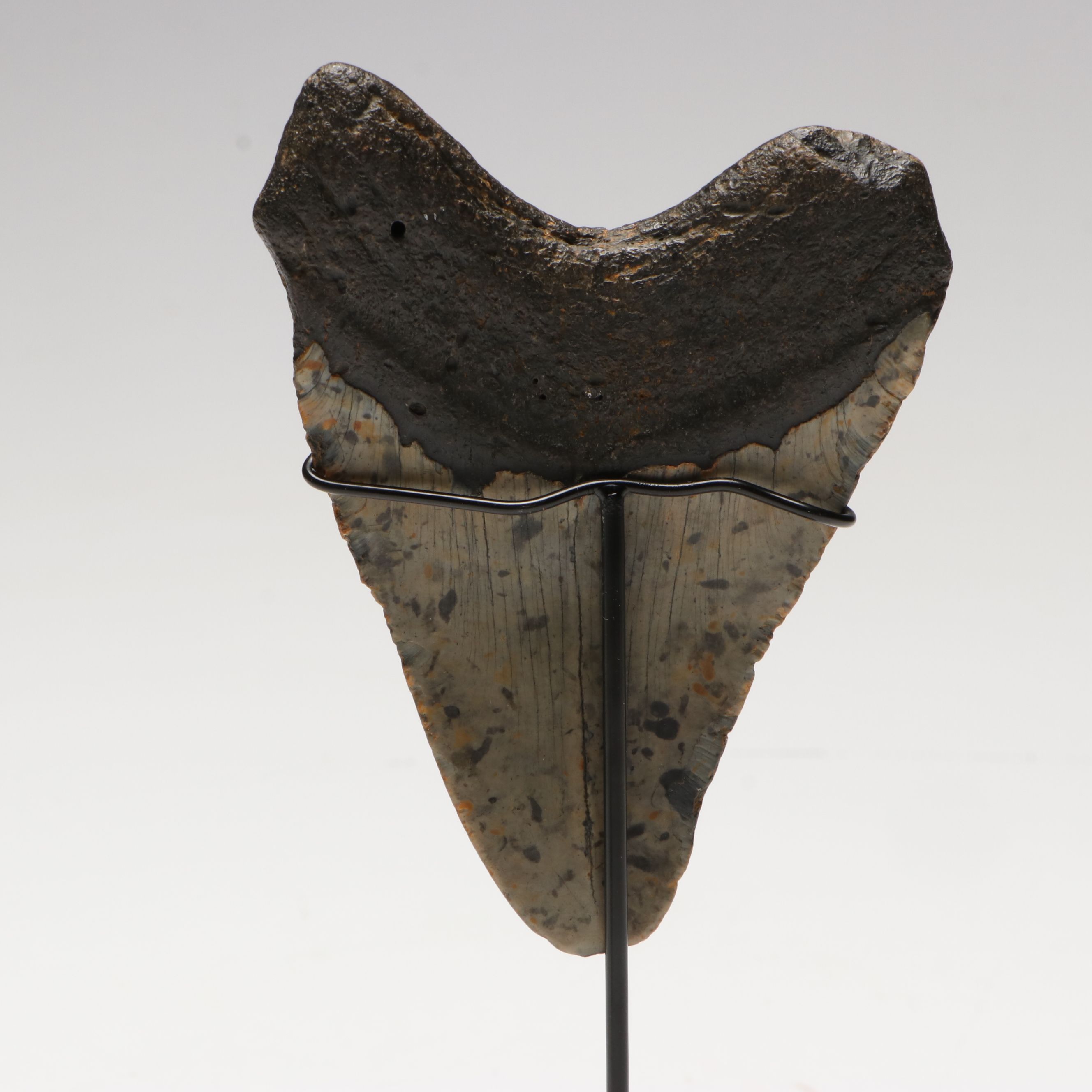 Megalodon Fossil Tooth