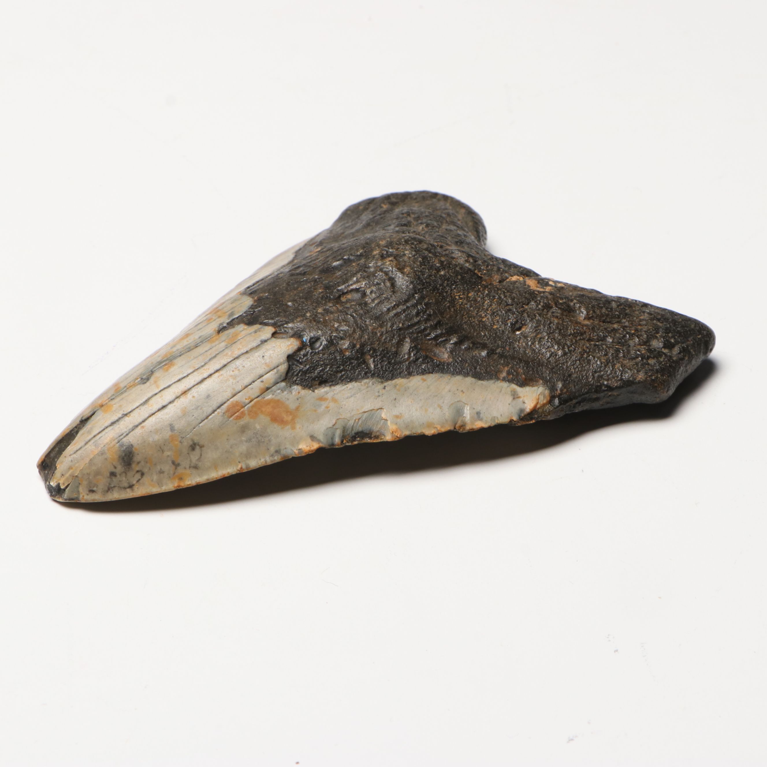 Megalodon Fossil Tooth