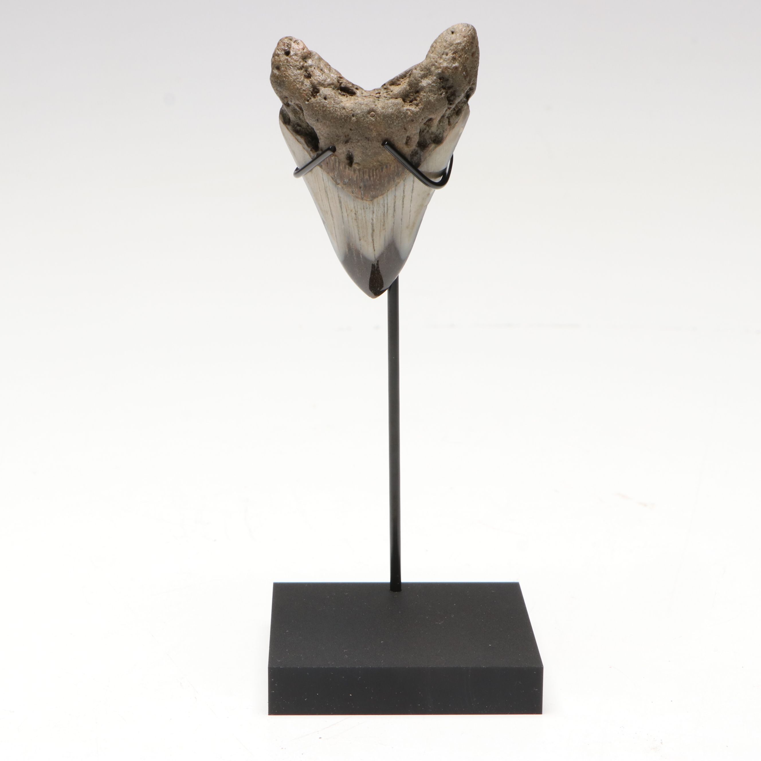 Polished Megalodon Fossil Tooth with Custom Stand