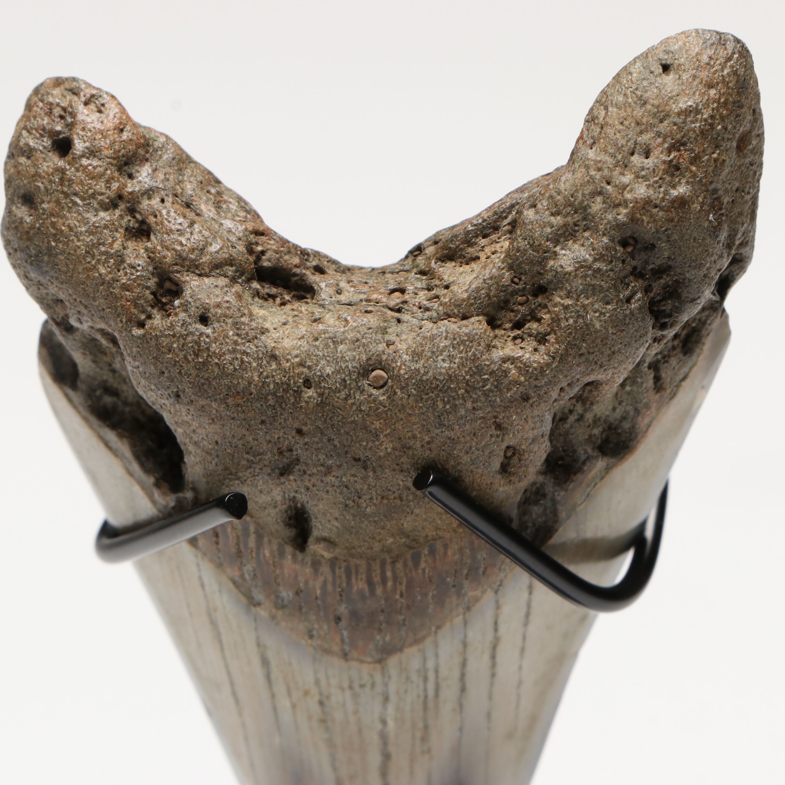 Polished Megalodon Fossil Tooth with Custom Stand