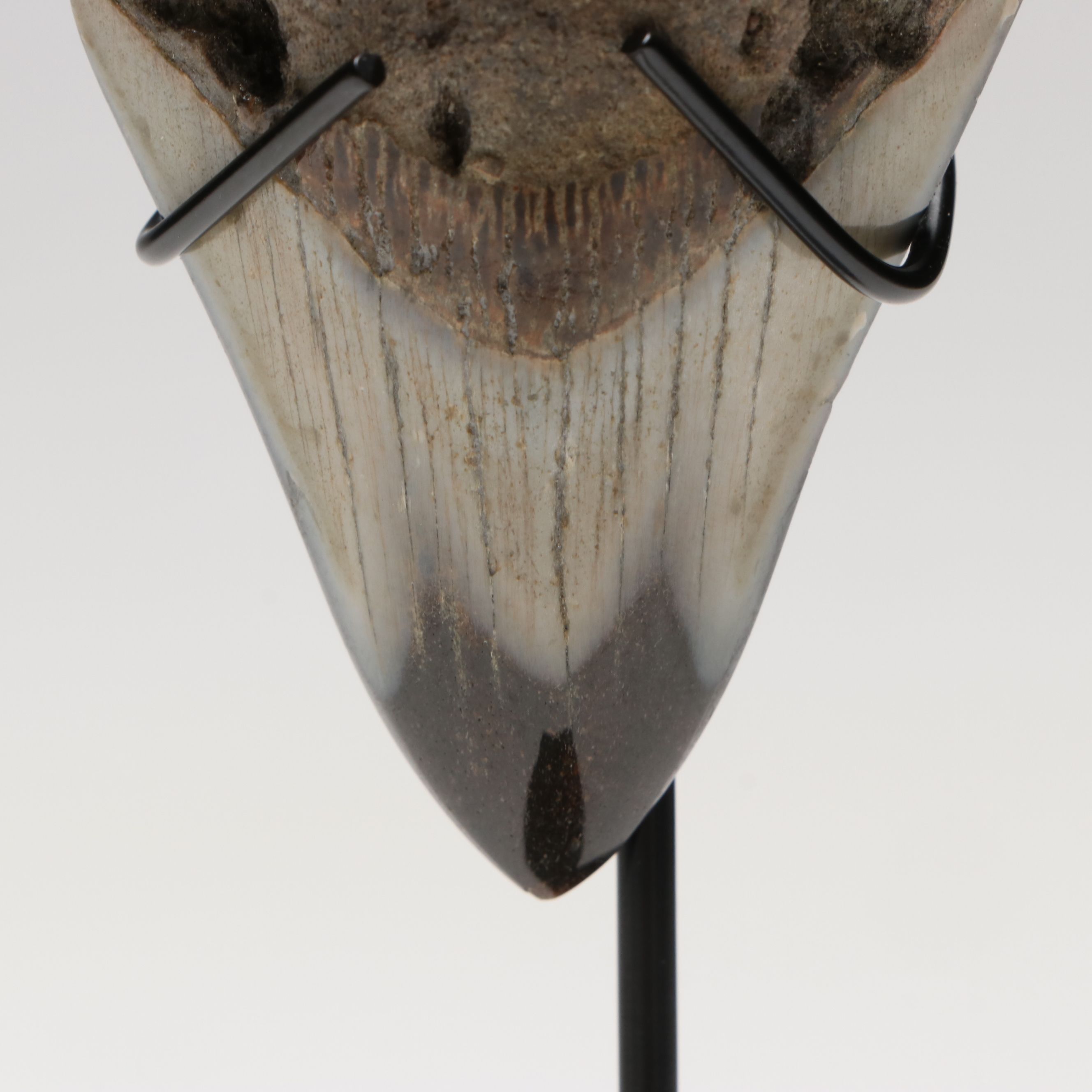 Polished Megalodon Fossil Tooth with Custom Stand