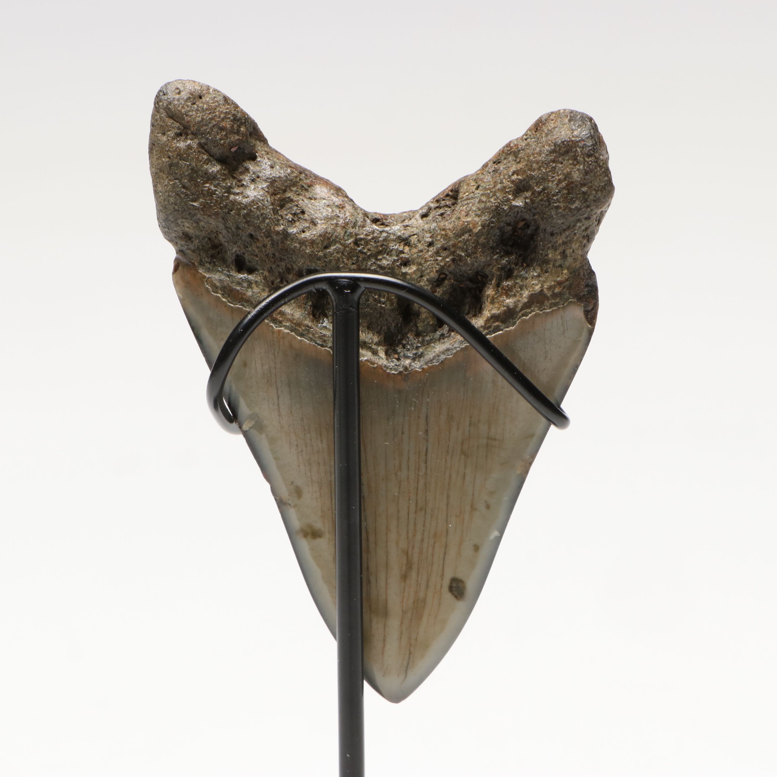 Polished Megalodon Fossil Tooth with Custom Stand