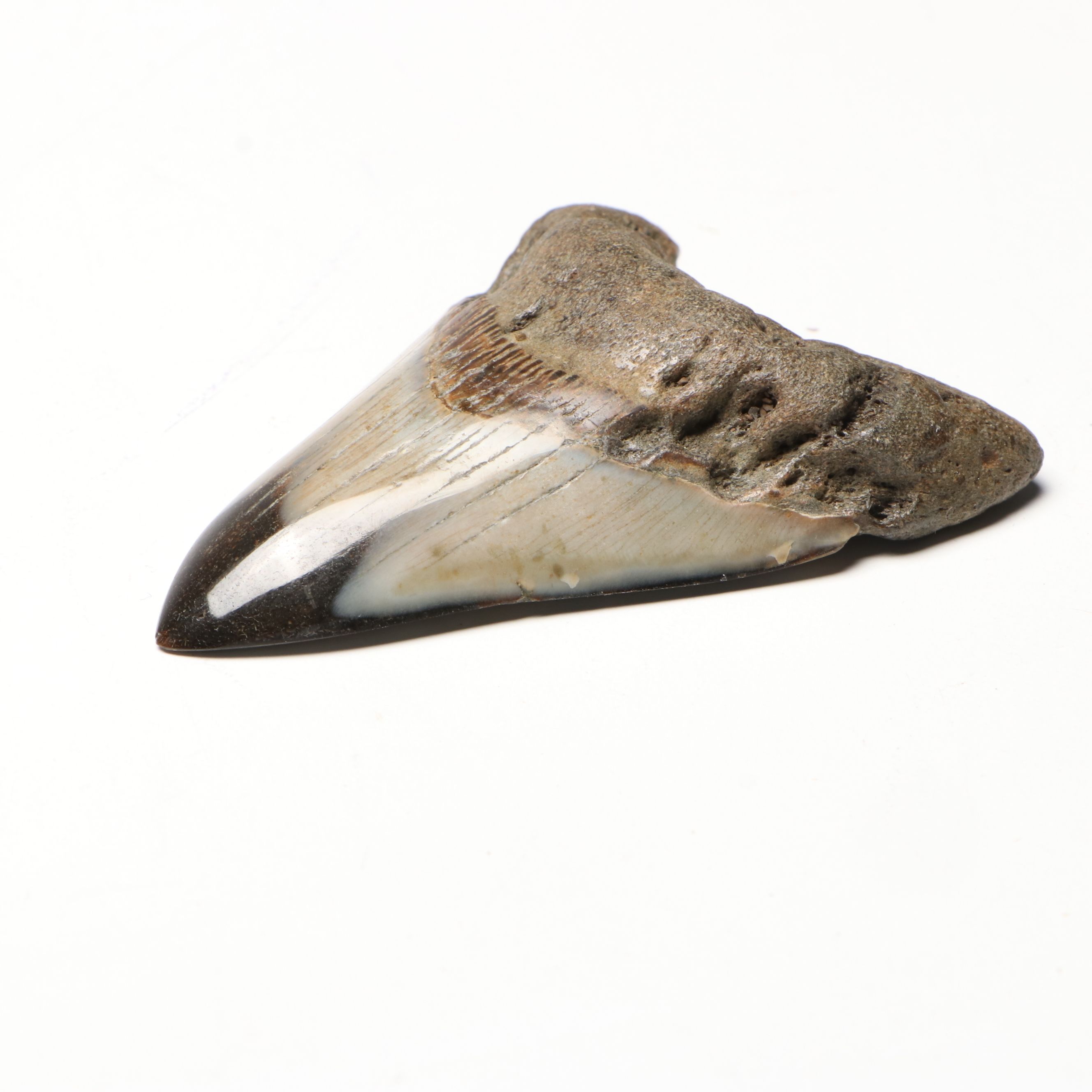 Polished Megalodon Fossil Tooth with Custom Stand