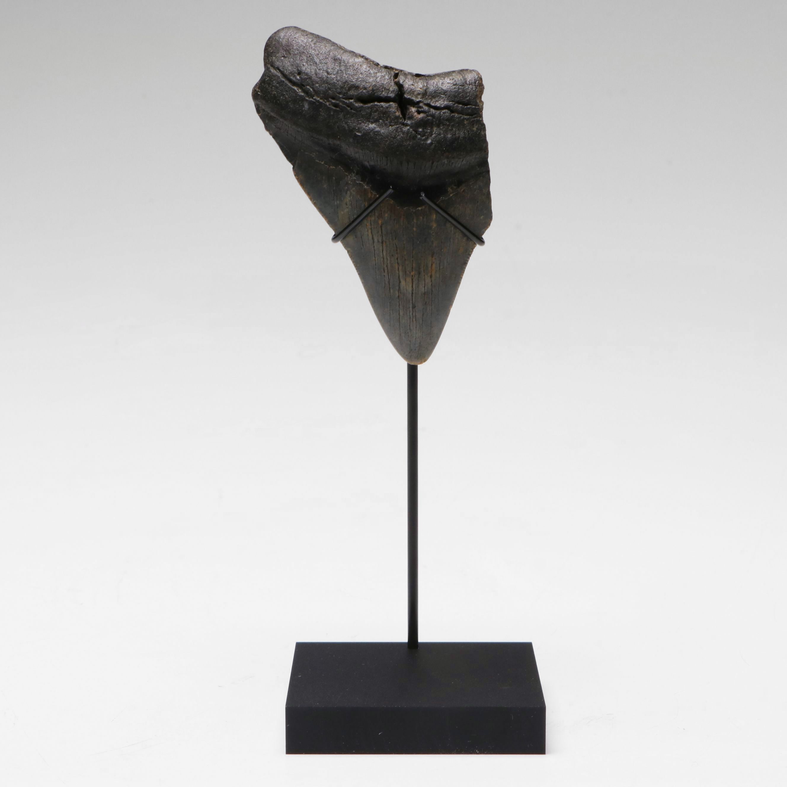 Megalodon Fossil Tooth